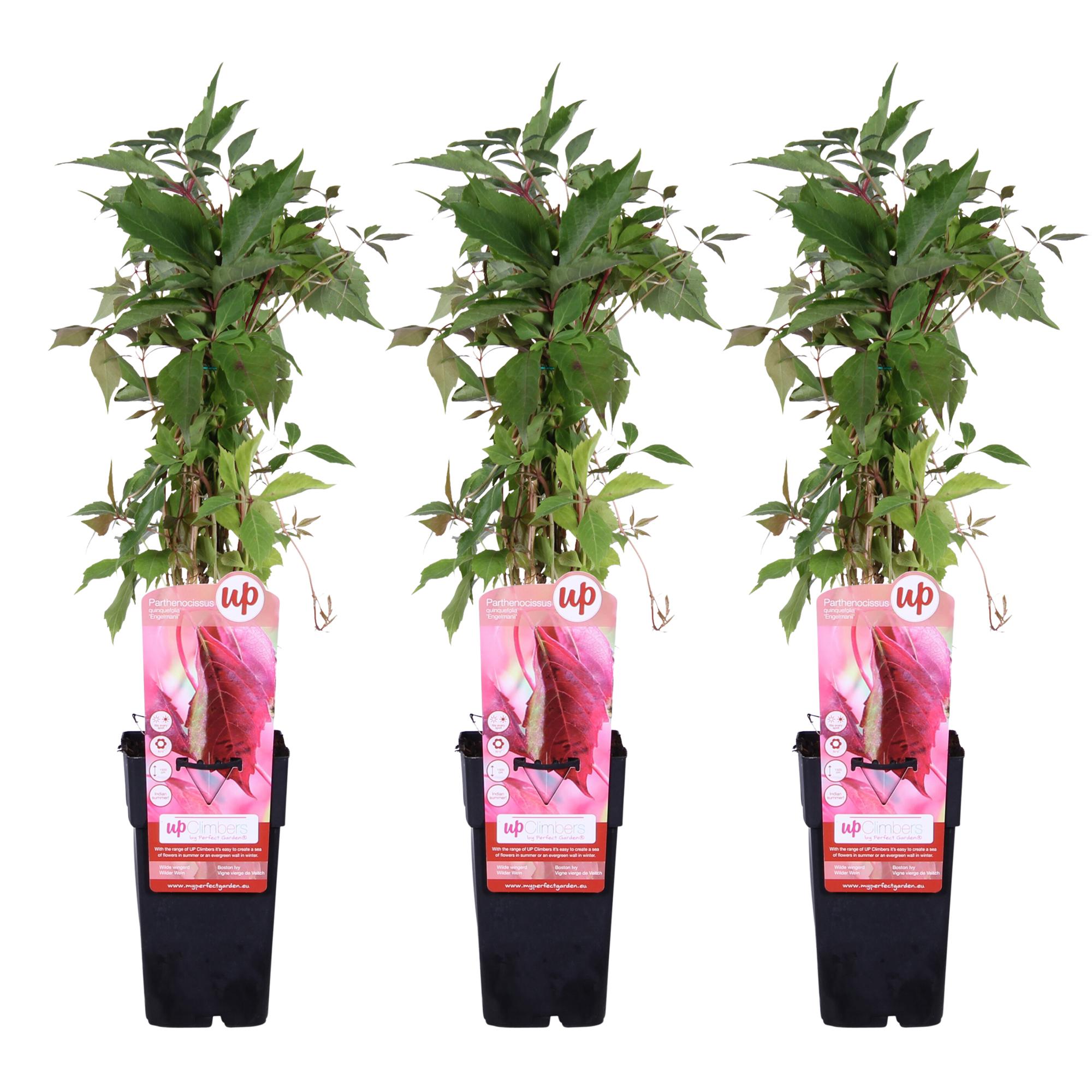 3x en pot Ø15cm. Plante verte type 3x, livrée en pot, idéale pour intérieur lumineux.
