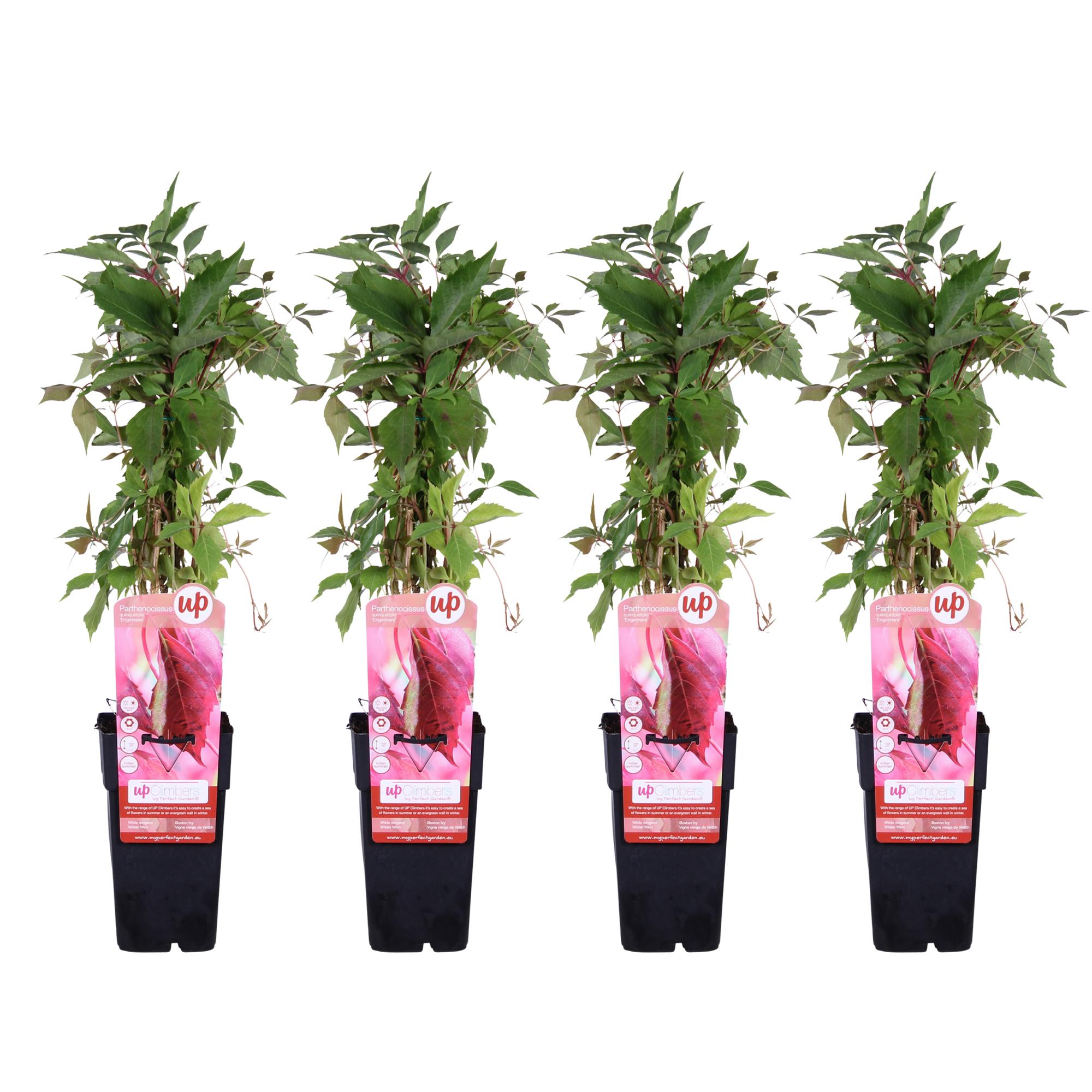 4x en pot Ø15cm. Plante verte type 4x, livrée en pot, idéale pour intérieur lumineux.