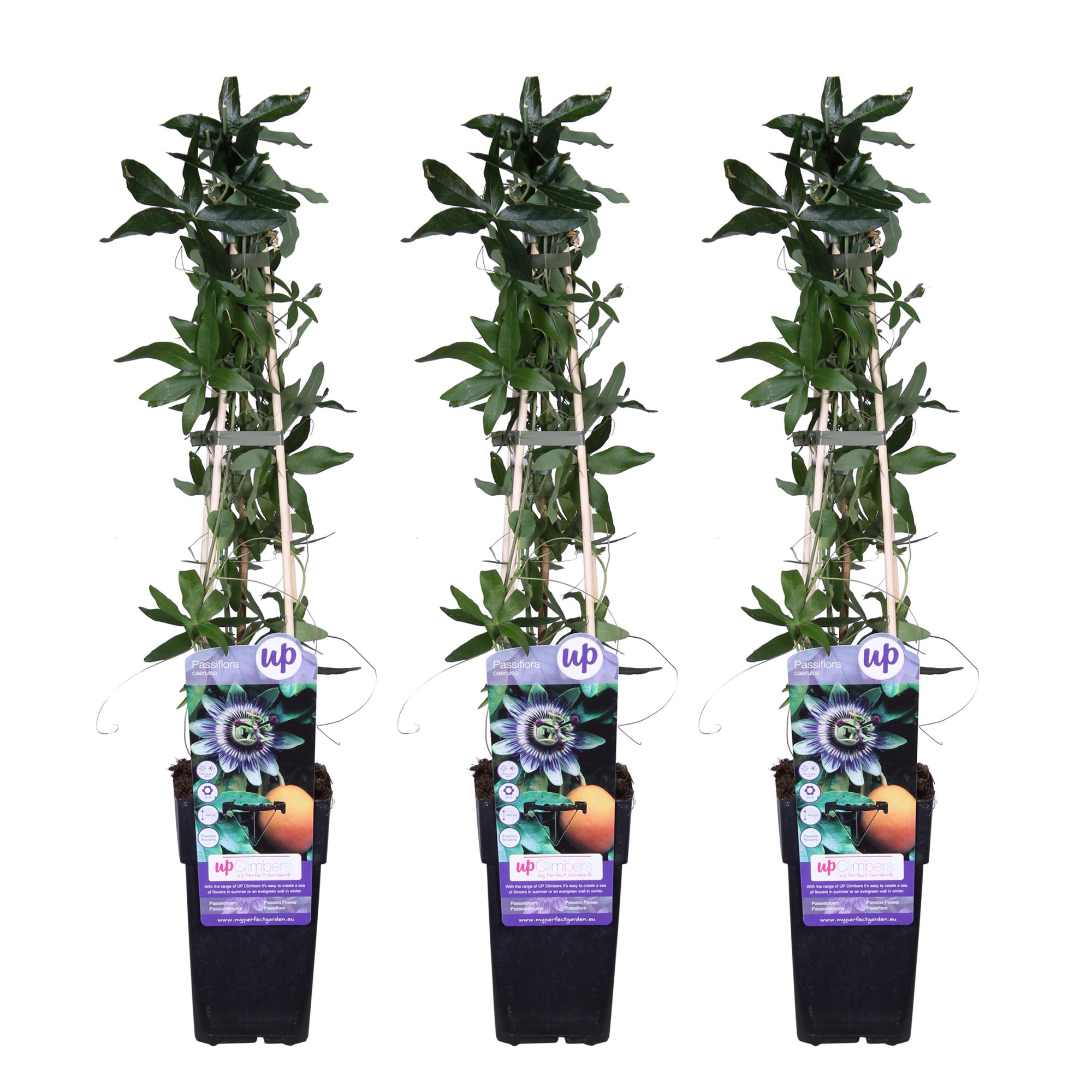 3x en pot Ø15cm. Plante verte type 3x, livrée en pot, idéale pour intérieur lumineux.