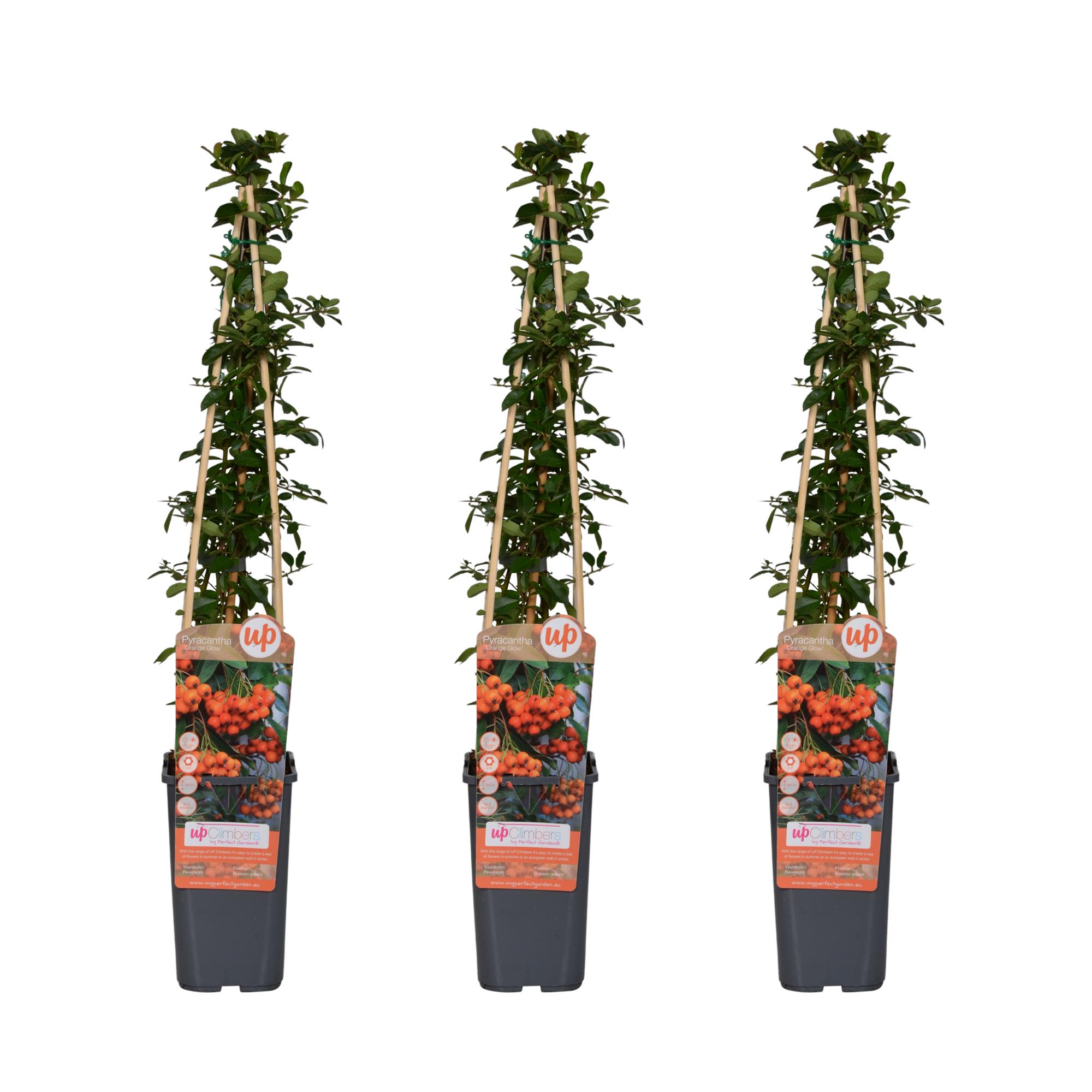 3x en pot Ø15cm. Plante verte type 3x, livrée en pot, idéale pour intérieur lumineux.