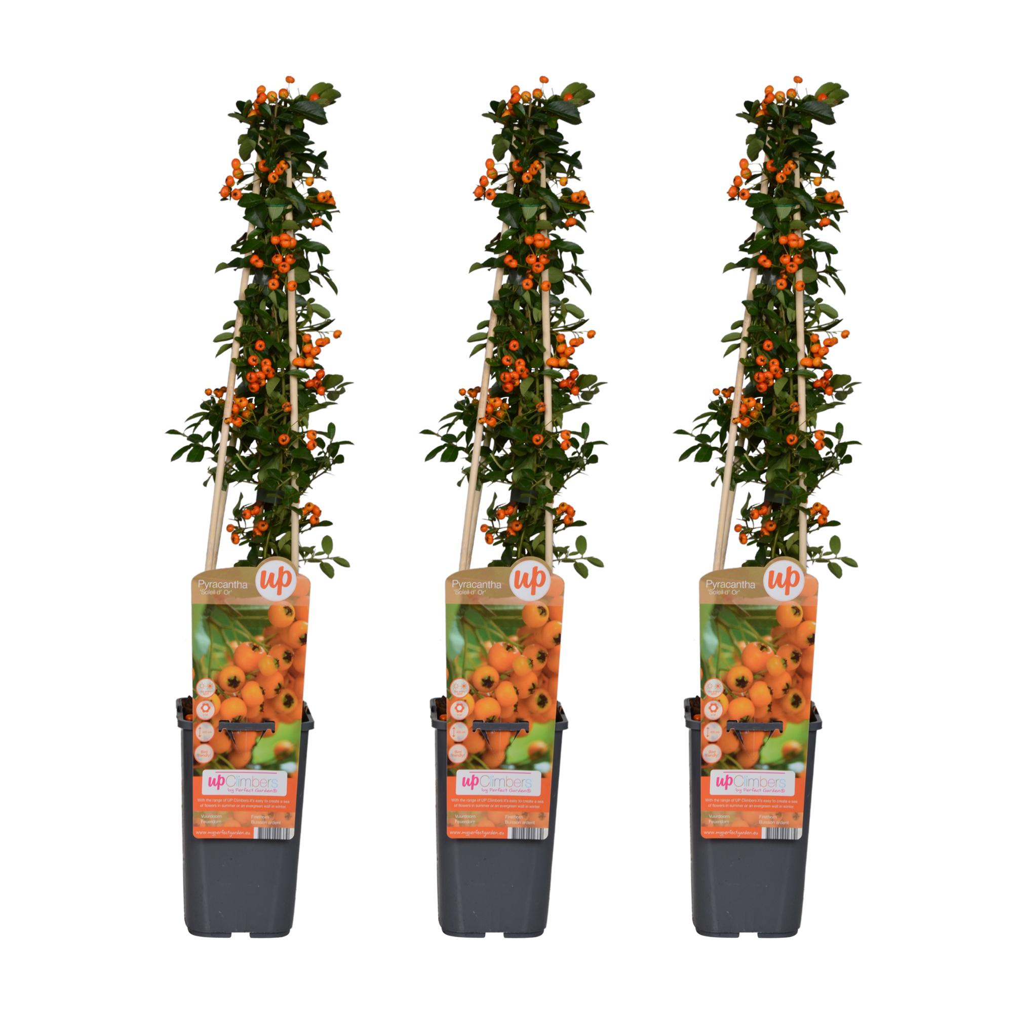 3x en pot Ø15cm. Plante verte type 3x, livrée en pot, idéale pour intérieur lumineux.