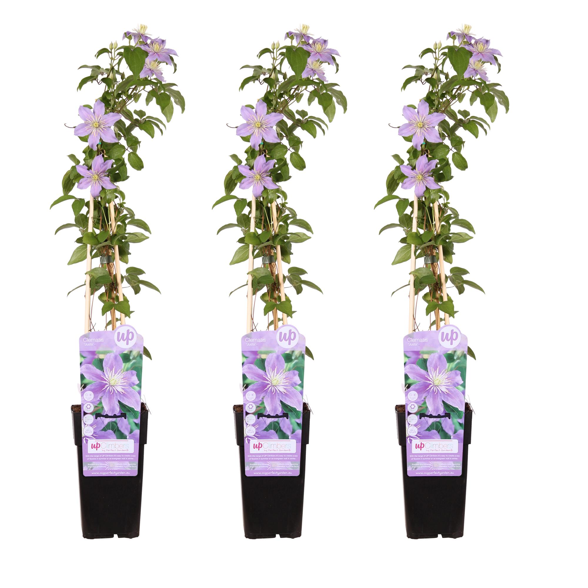3x en pot Ø15cm. Plante verte type 3x, livrée en pot, idéale pour intérieur lumineux.