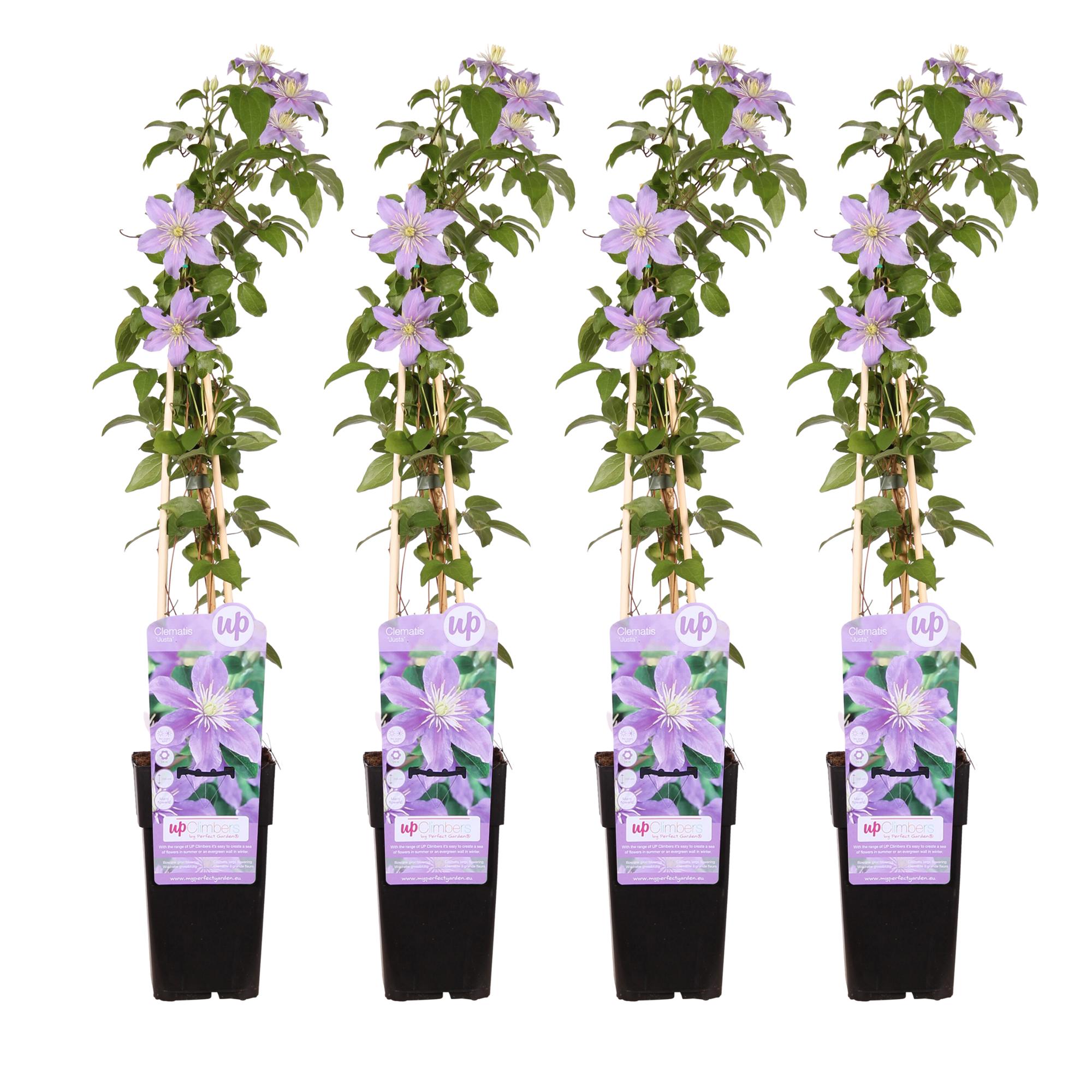 4x en pot Ø15cm. Plante verte type 4x, livrée en pot, idéale pour intérieur lumineux.