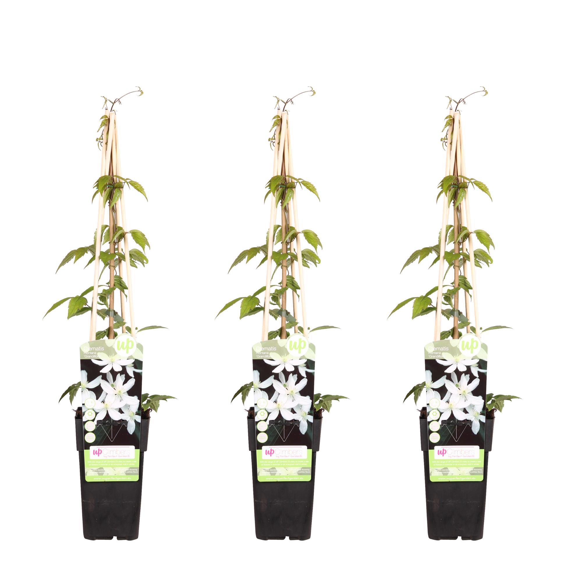 3x en pot Ø15cm. Plante verte type 3x, livrée en pot, idéale pour intérieur lumineux.