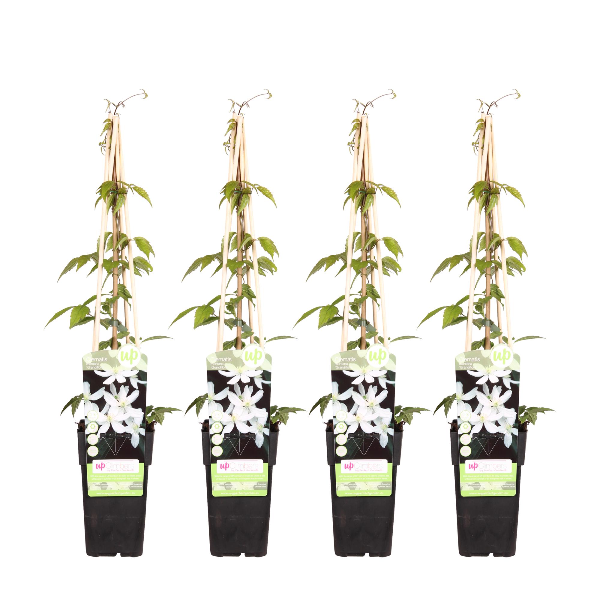 4x en pot Ø15cm. Plante verte type 4x, livrée en pot, idéale pour intérieur lumineux.