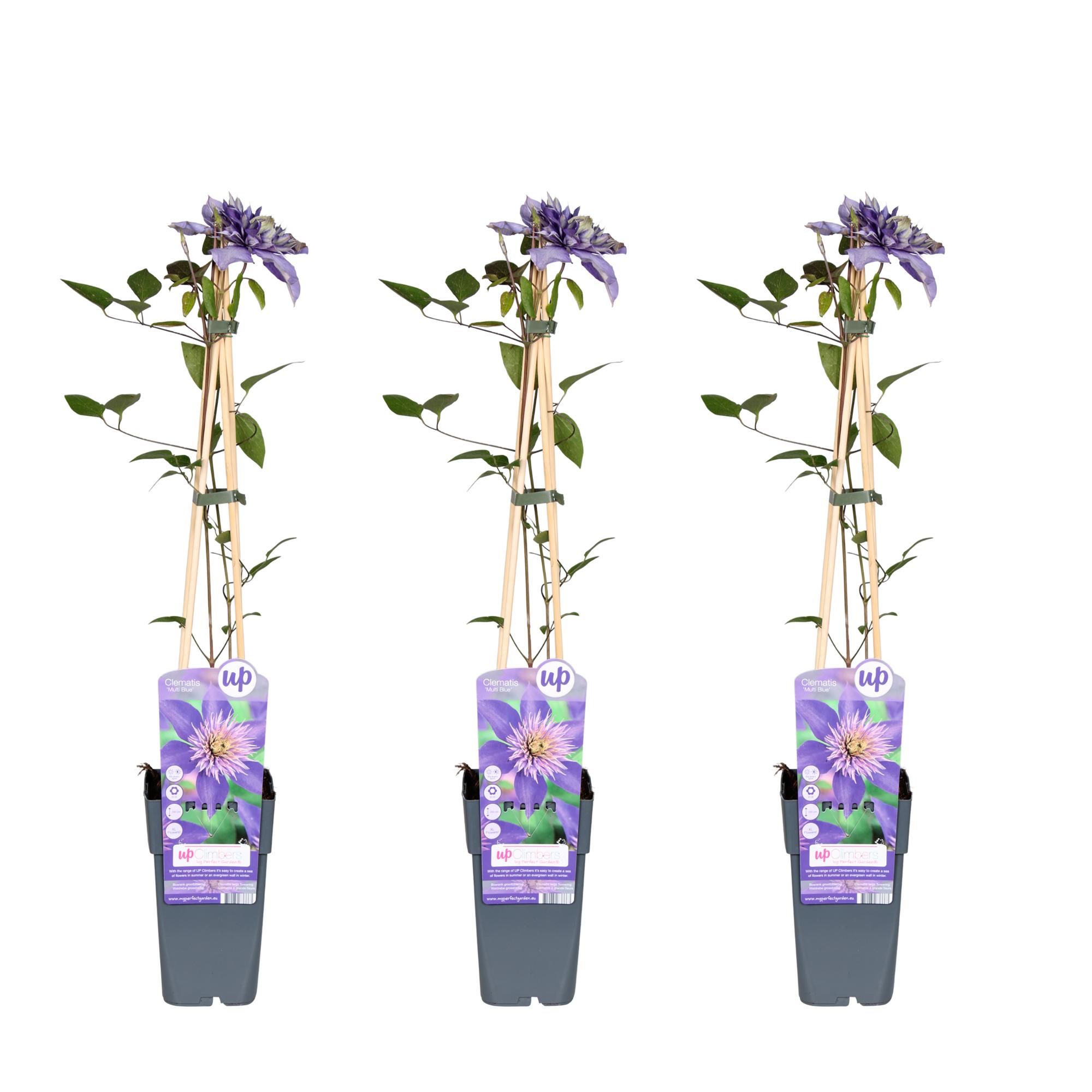 3x en pot Ø15cm. Plante verte type 3x, livrée en pot, idéale pour intérieur lumineux.