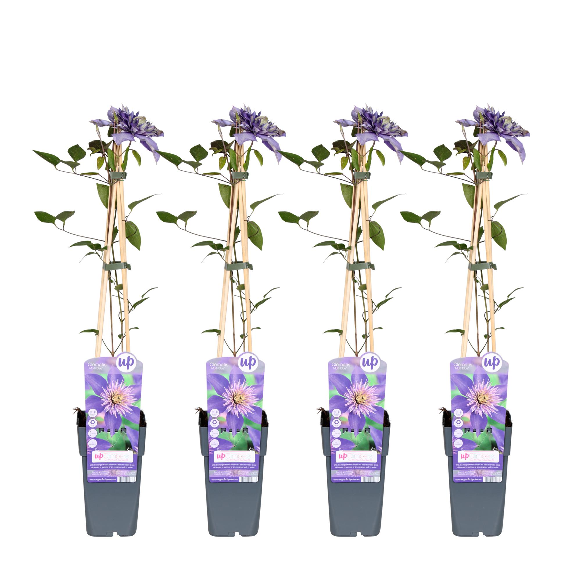 4x en pot Ø15cm. Plante verte type 4x, livrée en pot, idéale pour intérieur lumineux.