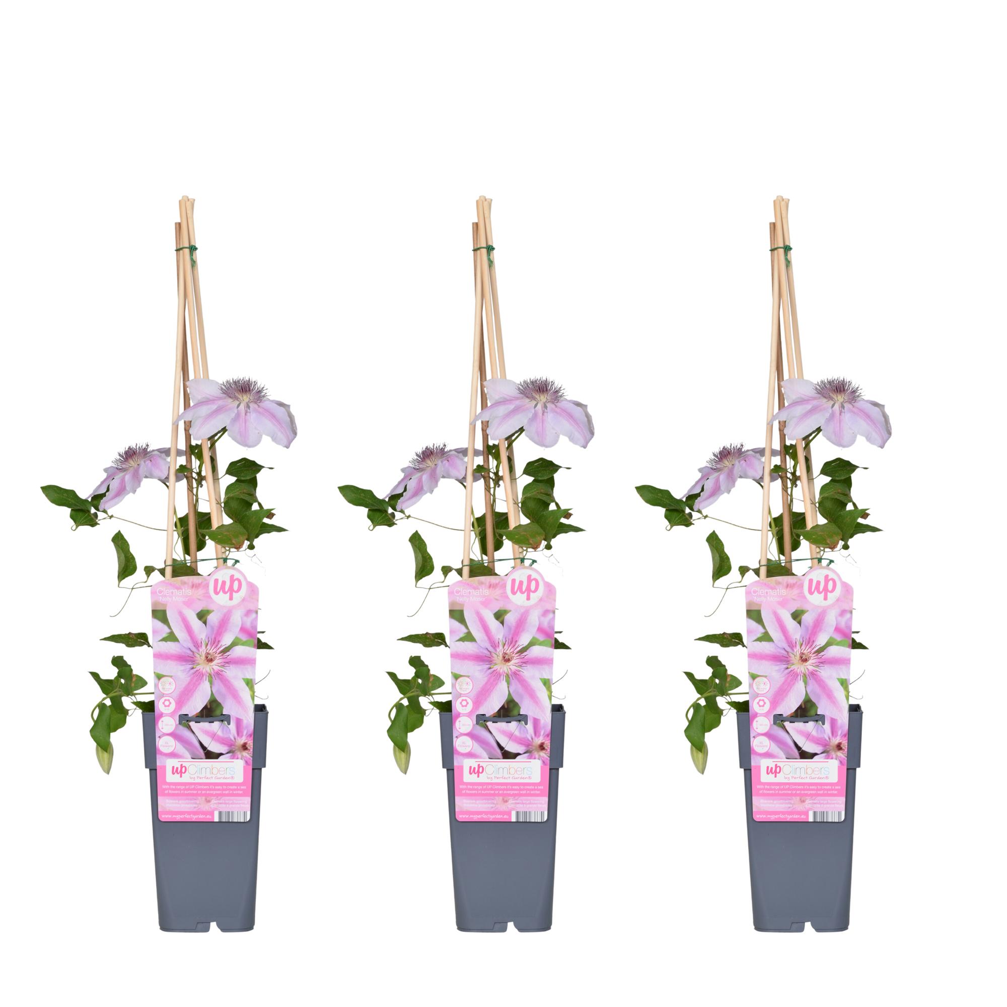 3x en pot Ø15cm. Plante verte type 3x, livrée en pot, idéale pour intérieur lumineux.