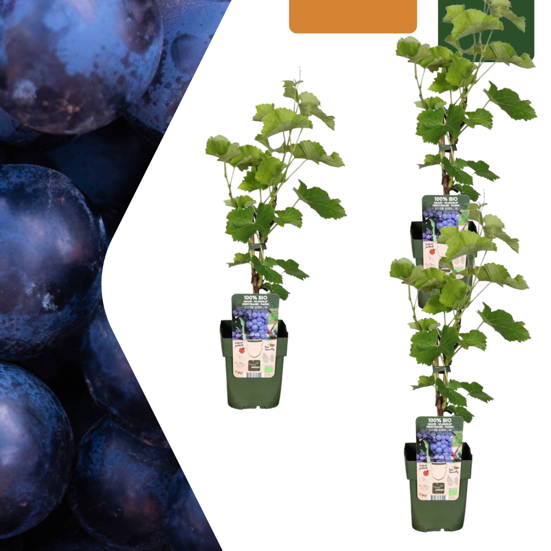 3 x Biologische Druivenplanten en pot. Plante verte type 3 x Biologische Druivenplanten, livrée en pot, idéale pour intérieur lumineux.
