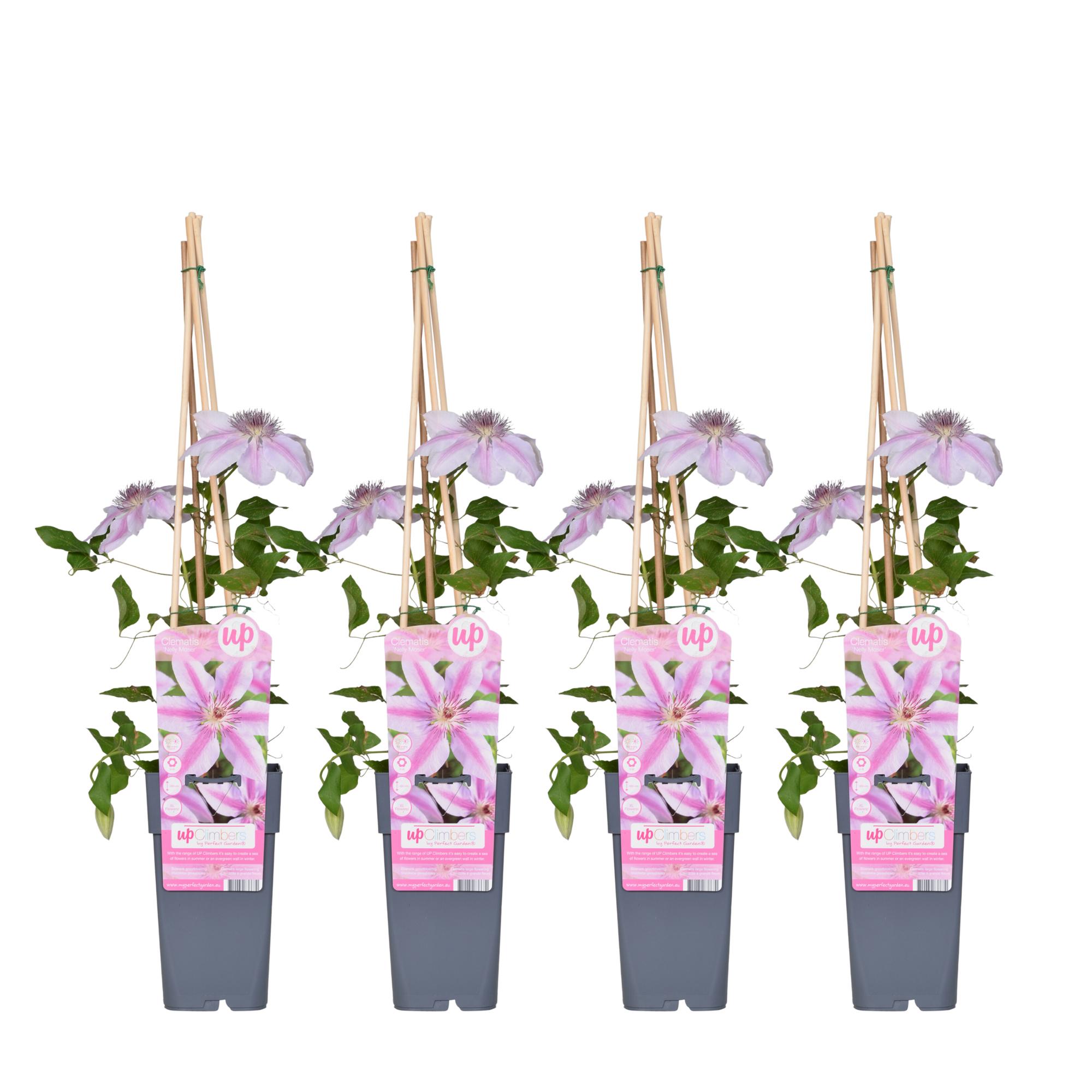 4x en pot Ø15cm. Plante verte type 4x, livrée en pot, idéale pour intérieur lumineux.