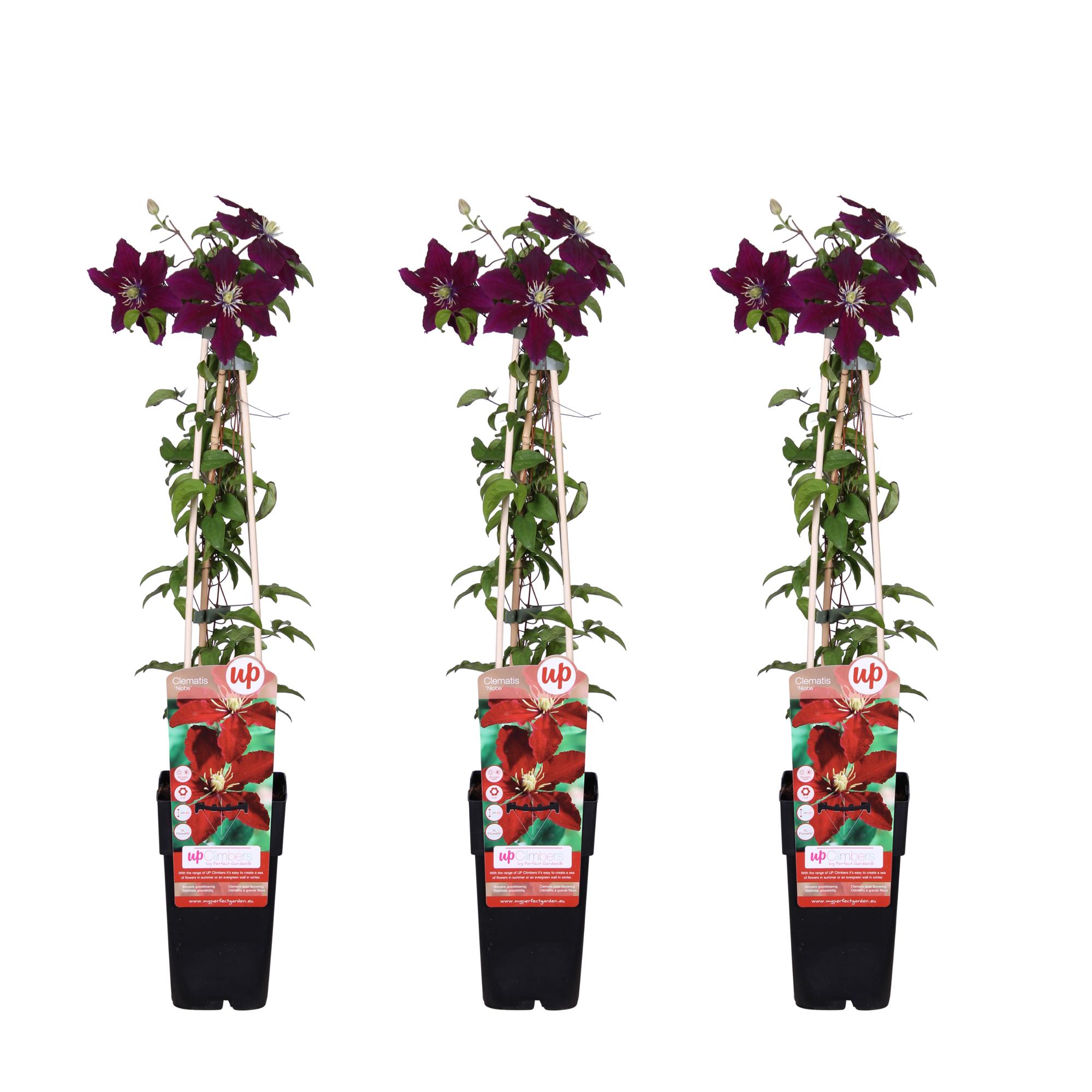 3x en pot Ø15cm. Plante verte type 3x, livrée en pot, idéale pour intérieur lumineux.