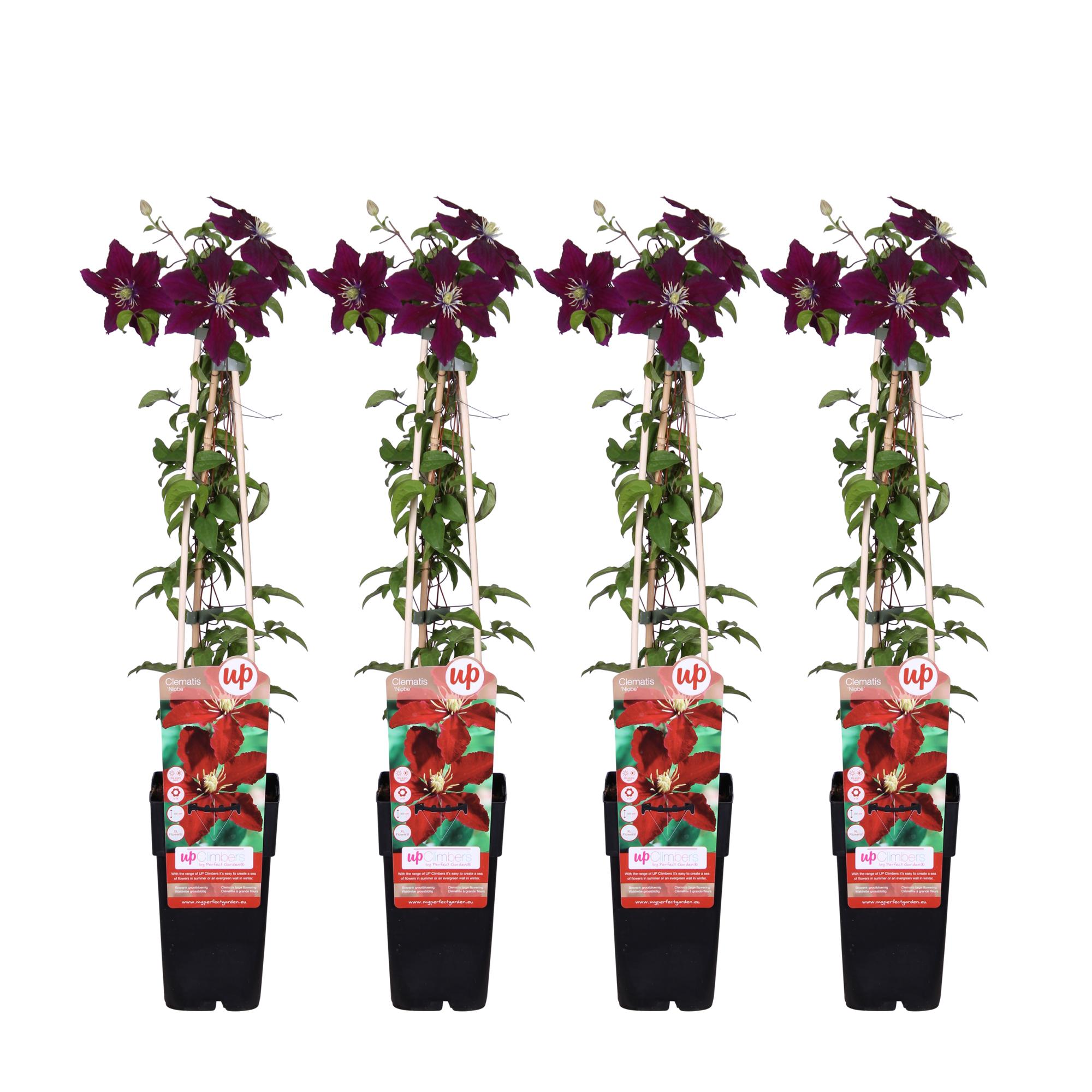 4x en pot Ø15cm. Plante verte type 4x, livrée en pot, idéale pour intérieur lumineux.