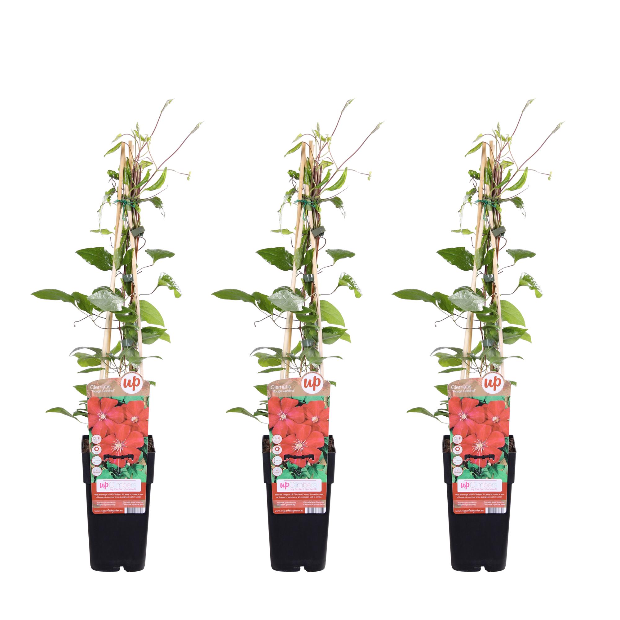 3x en pot Ø15cm. Plante verte type 3x, livrée en pot, idéale pour intérieur lumineux.