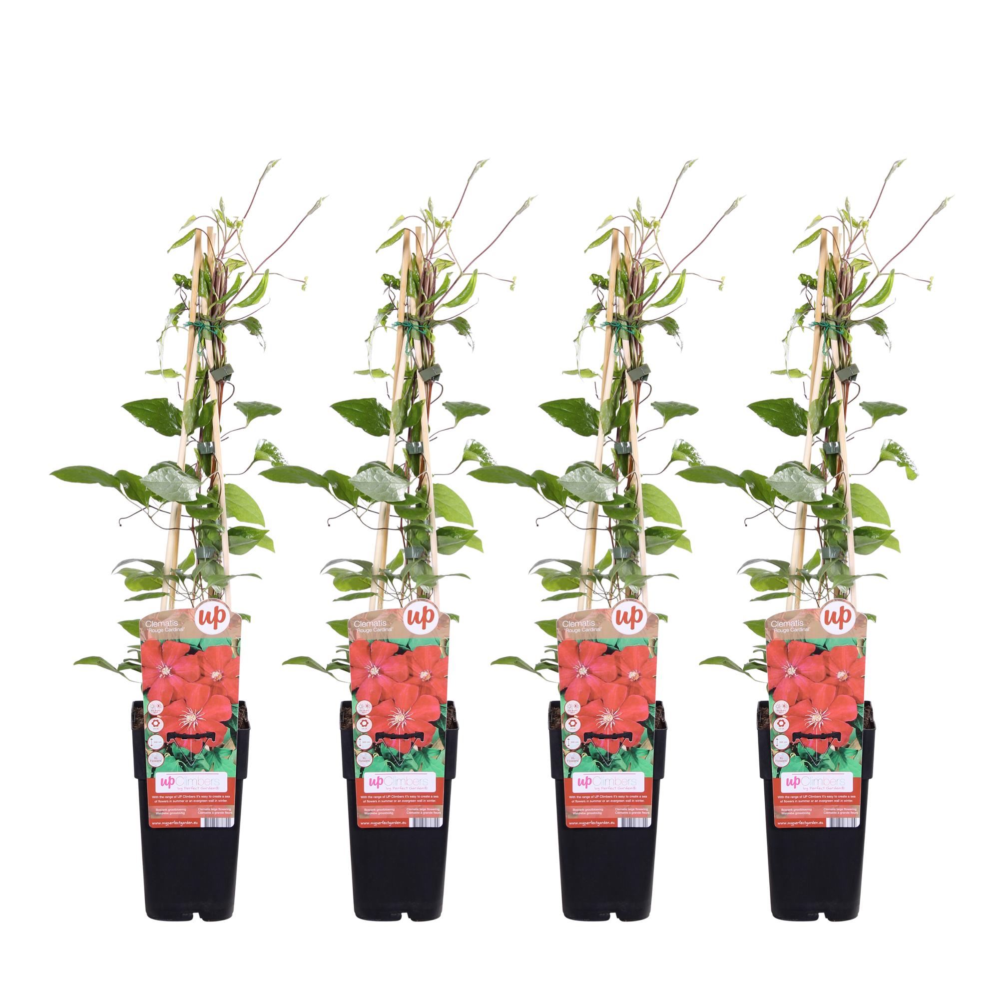 4x en pot Ø15cm. Plante verte type 4x, livrée en pot, idéale pour intérieur lumineux.