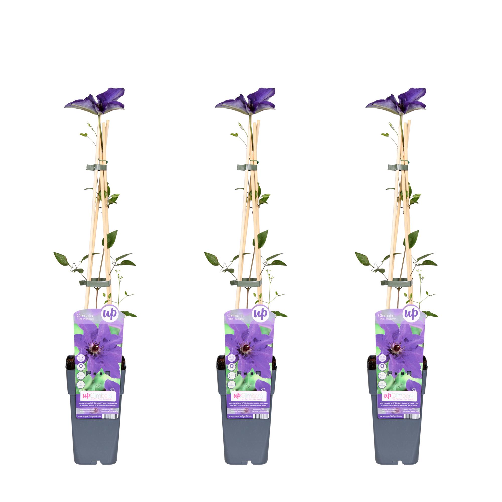 3x en pot Ø15cm. Plante verte type 3x, livrée en pot, idéale pour intérieur lumineux.