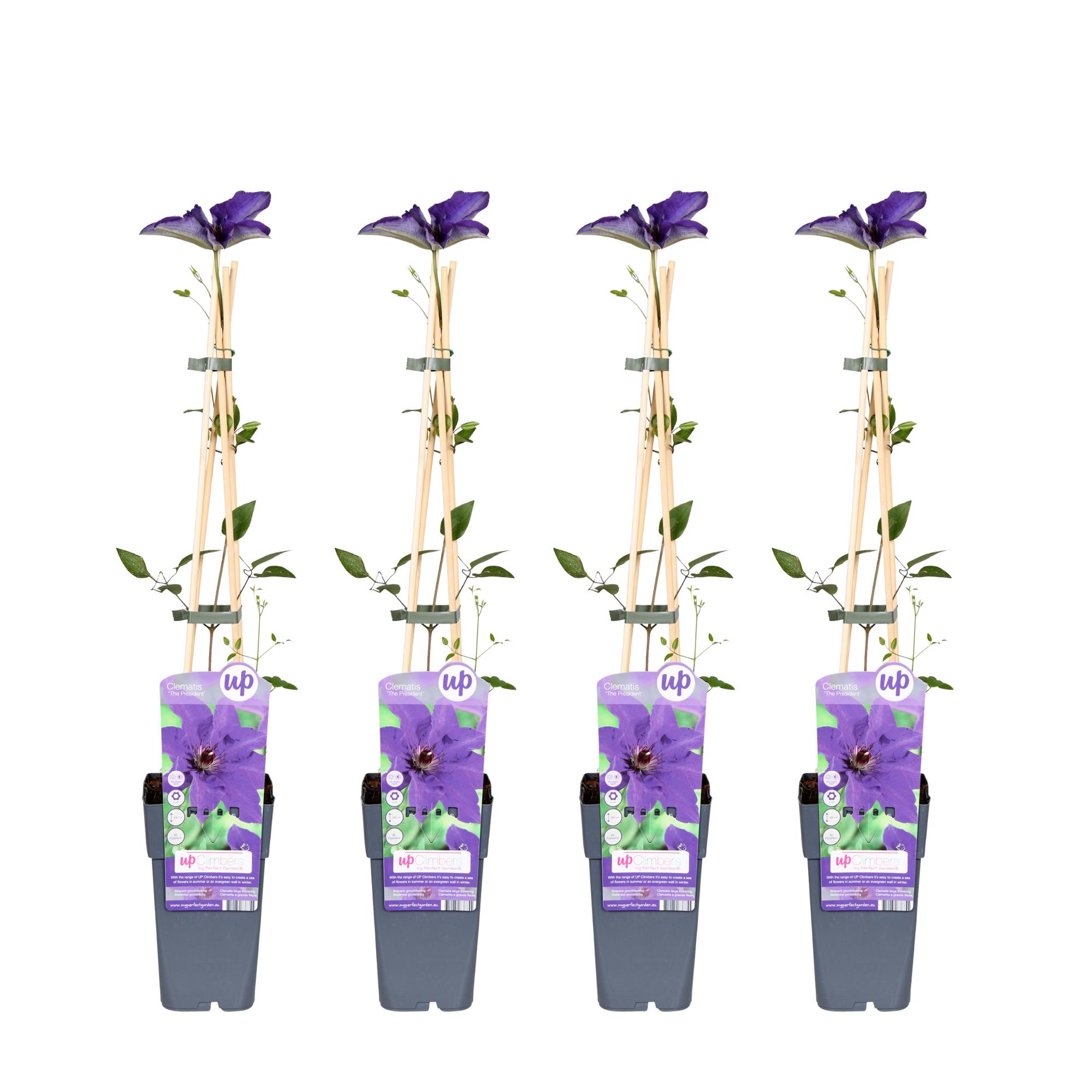 4x en pot Ø15cm. Plante verte type 4x, livrée en pot, idéale pour intérieur lumineux.