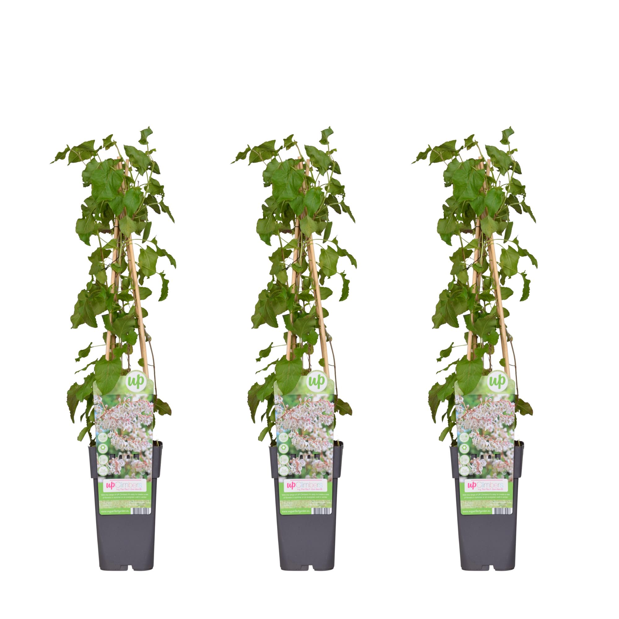 3x en pot Ø15cm. Plante verte type 3x, livrée en pot, idéale pour intérieur lumineux.
