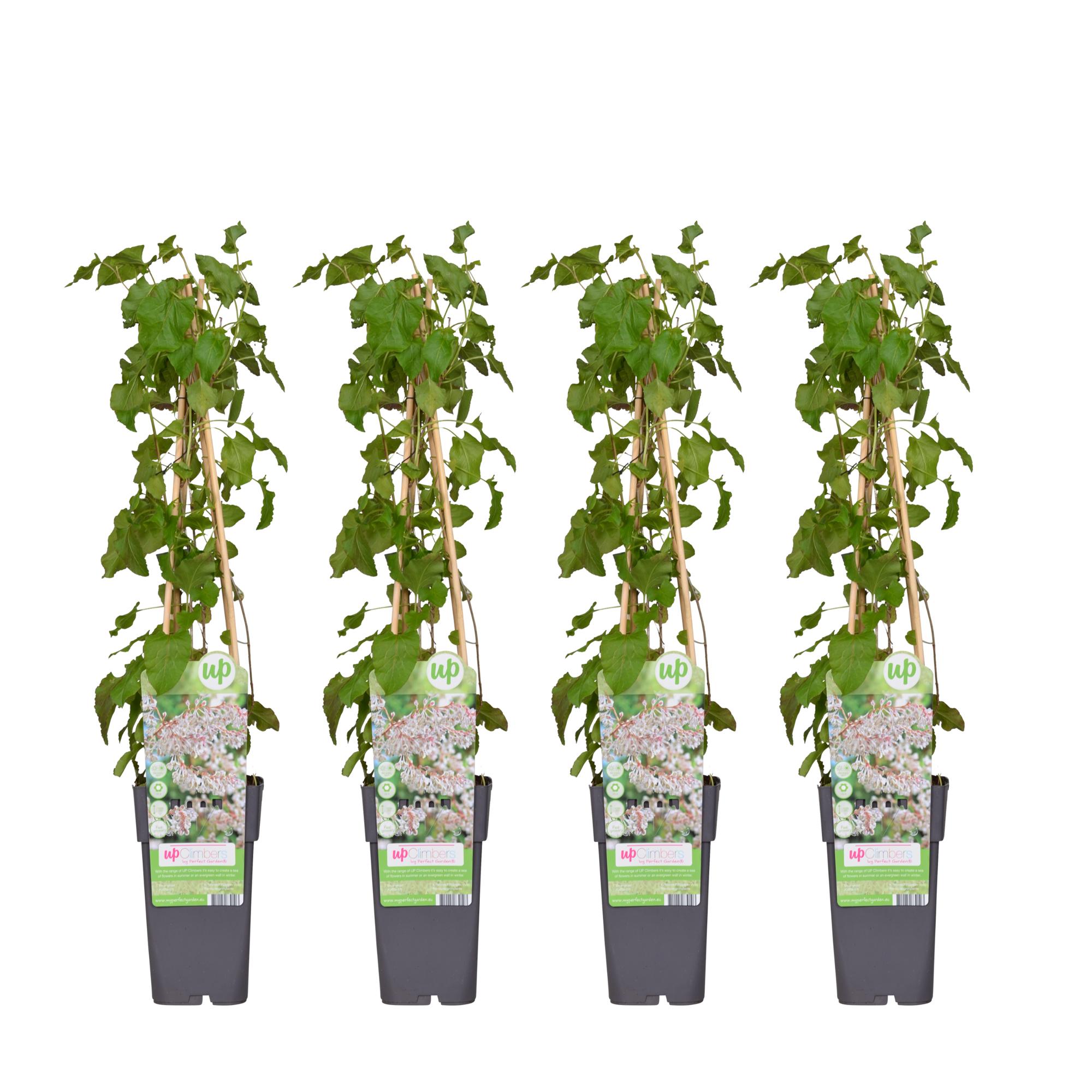 4x en pot Ø15cm. Plante verte type 4x, livrée en pot, idéale pour intérieur lumineux.