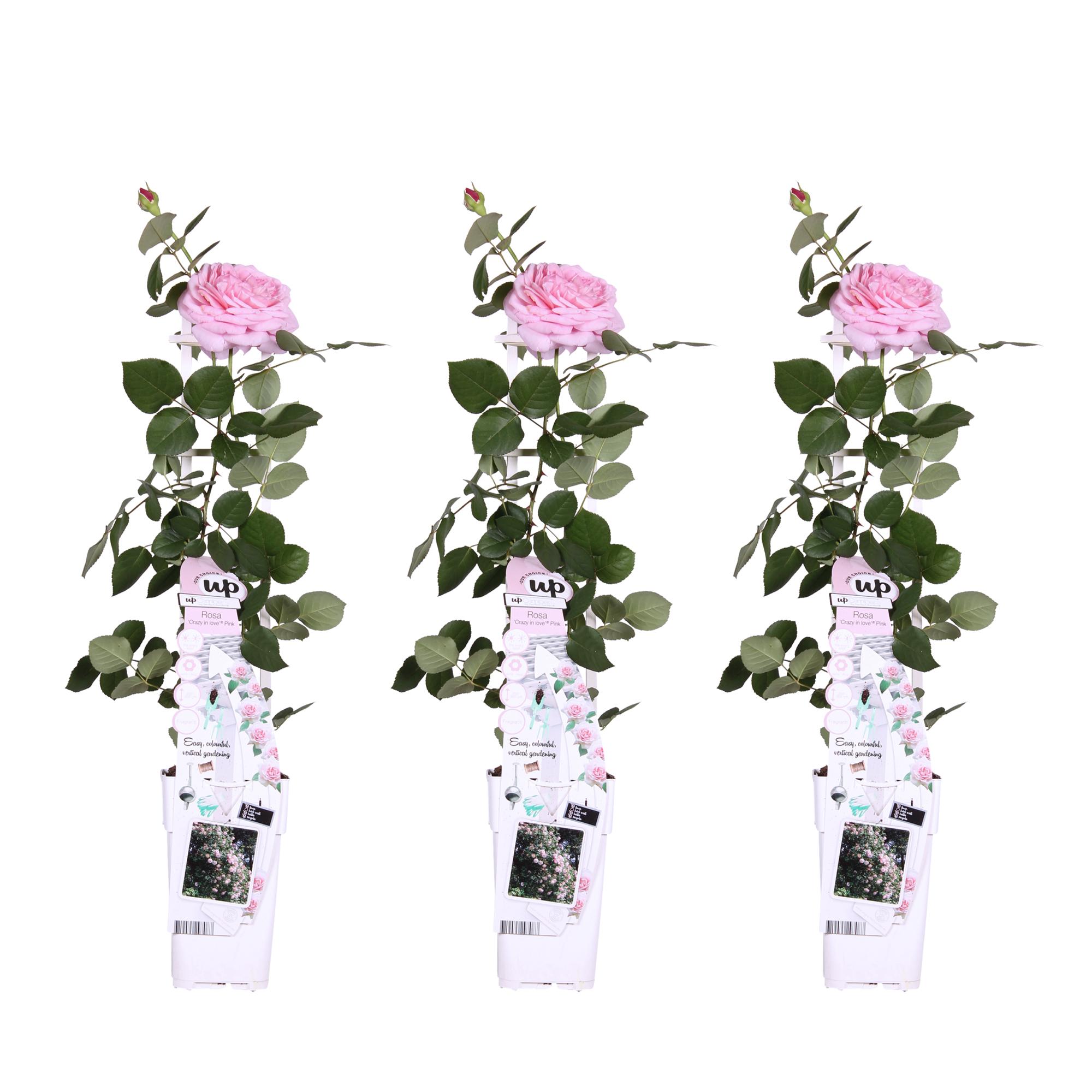 3x en pot Ø15cm. Plante verte type 3x, livrée en pot, idéale pour intérieur lumineux.