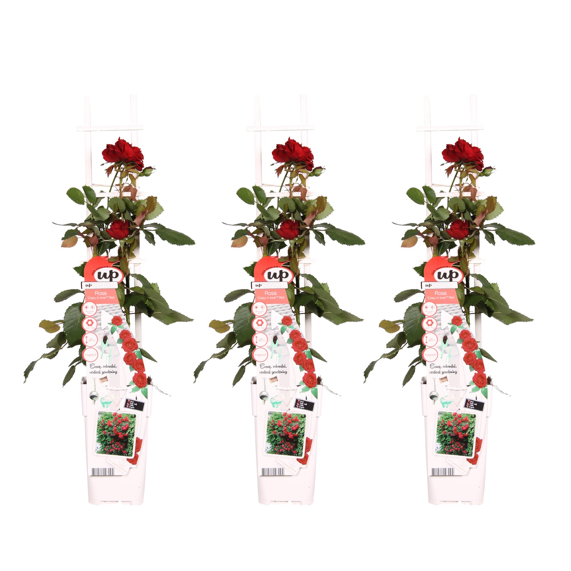 3x en pot Ø15cm. Plante verte type 3x, livrée en pot, idéale pour intérieur lumineux.