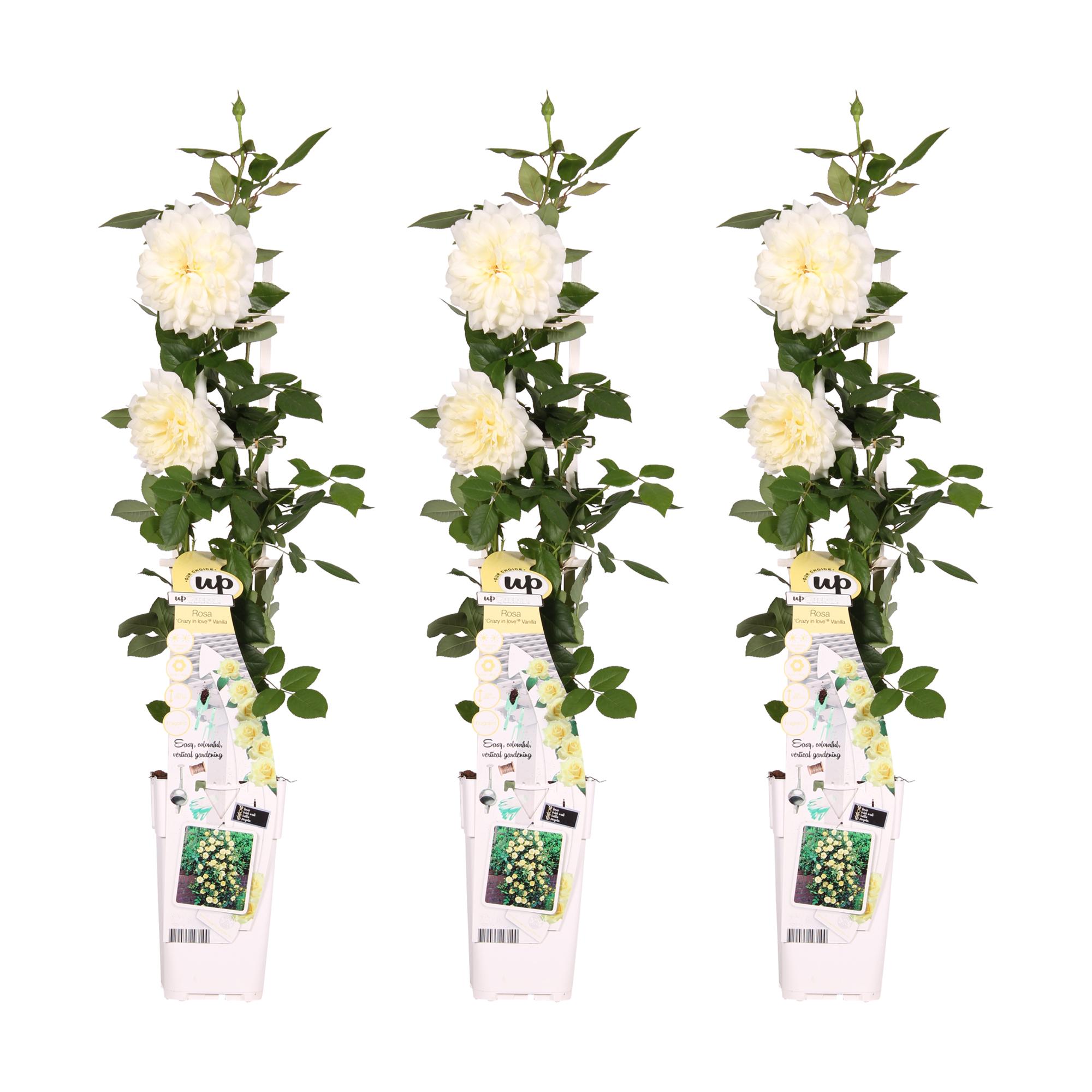 3x en pot Ø15cm. Plante verte type 3x, livrée en pot, idéale pour intérieur lumineux.