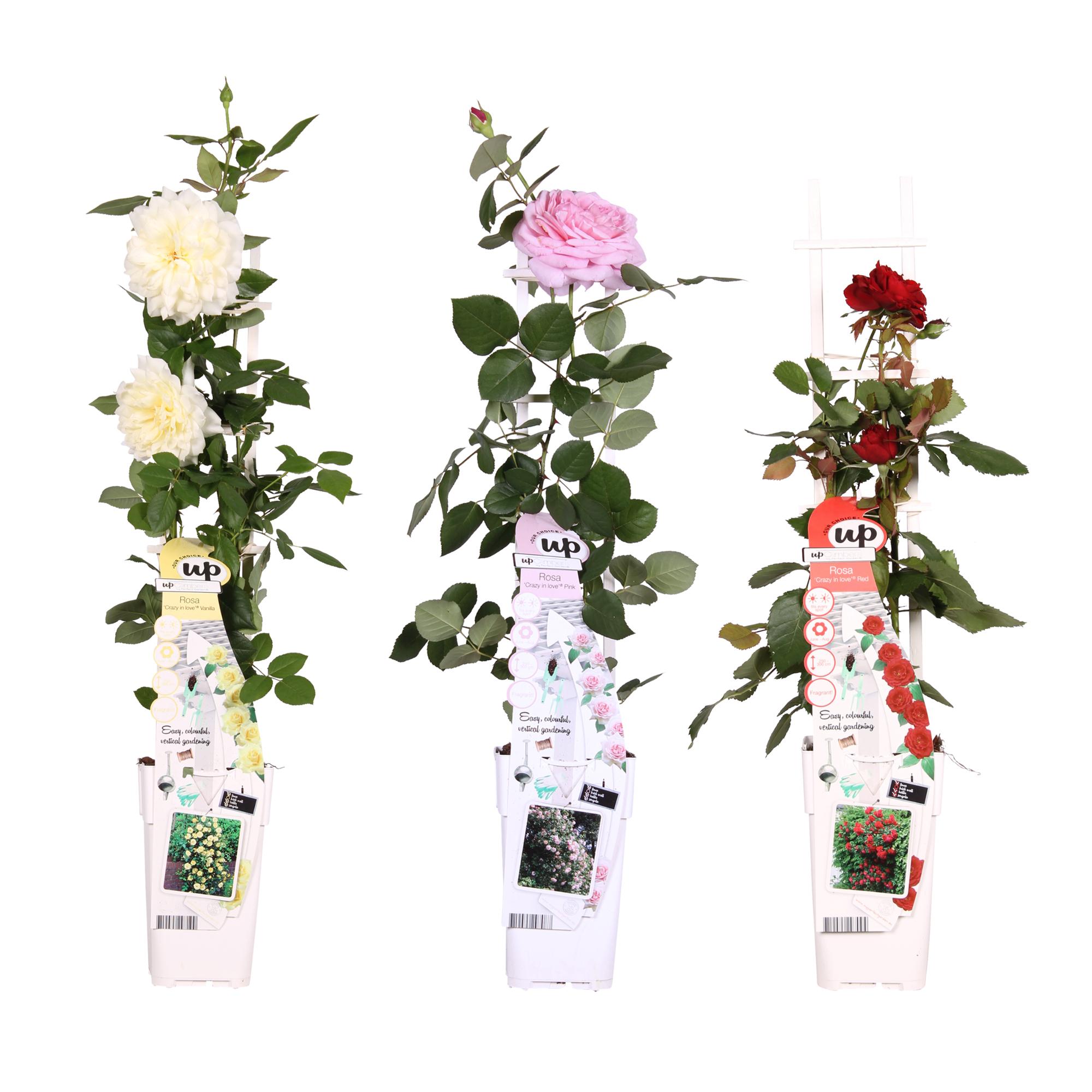 3x en pot Ø15cm. Plante verte type 3x, livrée en pot, idéale pour intérieur lumineux.