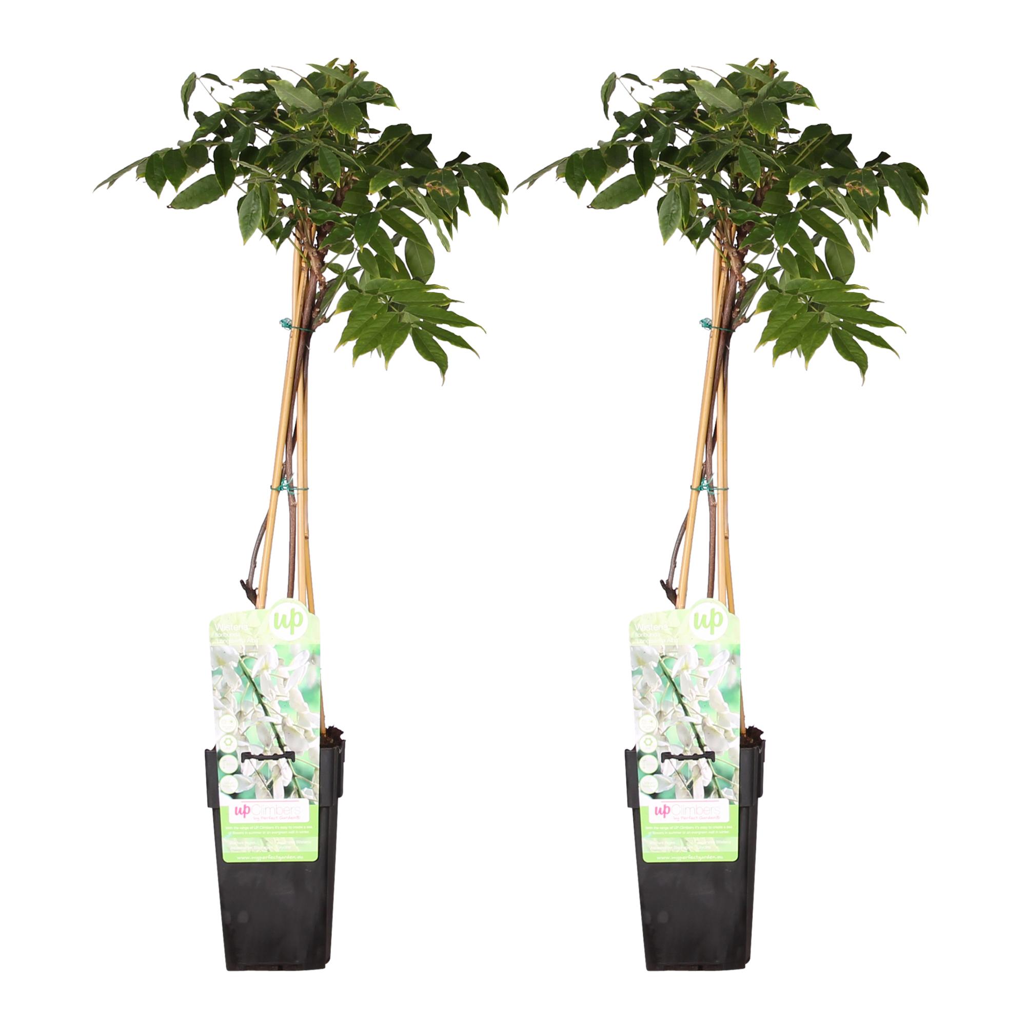 2x Wisteria floribunda 'Longissima Alba' en pot Ø15cm. Plante verte type 2x Wisteria floribunda 'Longissima Alba', livrée en pot, idéale pour intérieur lumineux.