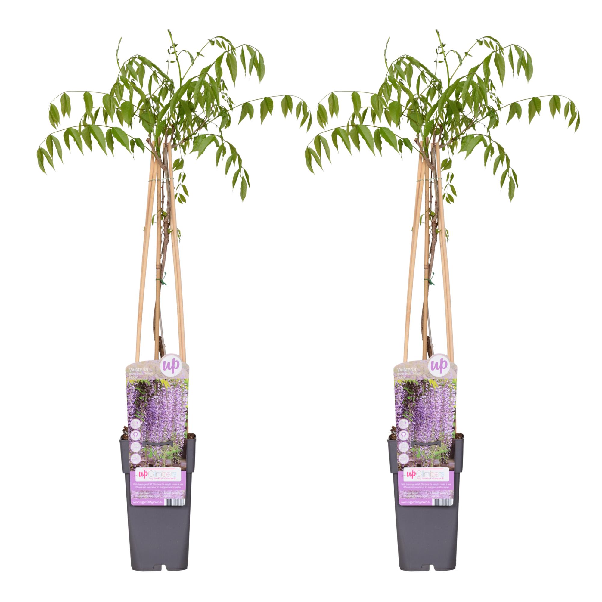 2x en pot Ø15cm. Plante verte type 2x, livrée en pot, idéale pour intérieur lumineux.