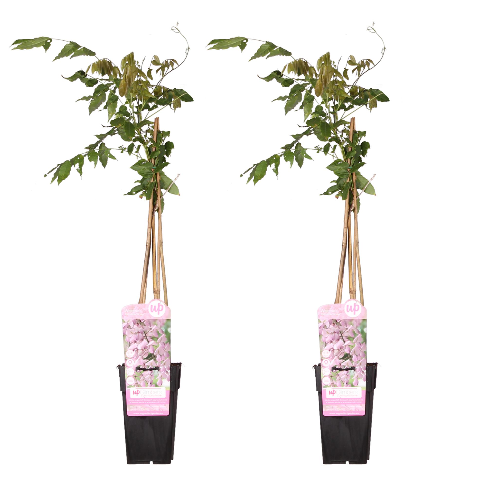 2x Wisteria floribunda 'Rosea' en pot Ø15cm. Plante verte type 2x Wisteria floribunda 'Rosea', livrée en pot, idéale pour intérieur lumineux.