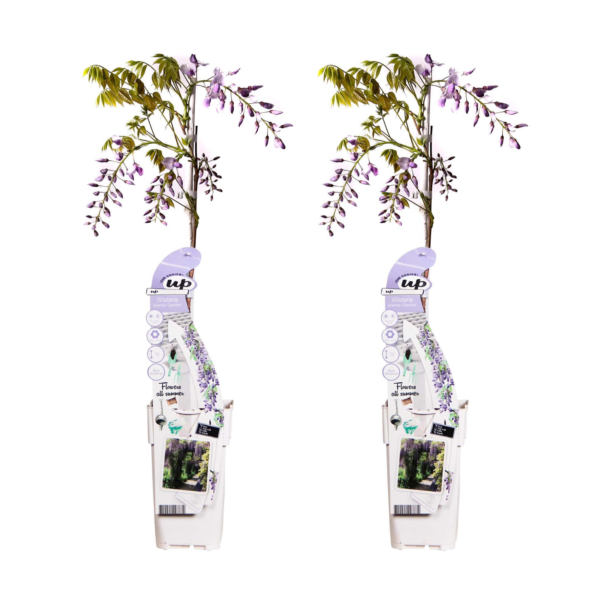 2x Wisteria sinensis 'Caroline' en pot Ø15cm. Plante verte type 2x Wisteria sinensis 'Caroline', livrée en pot, idéale pour intérieur lumineux.