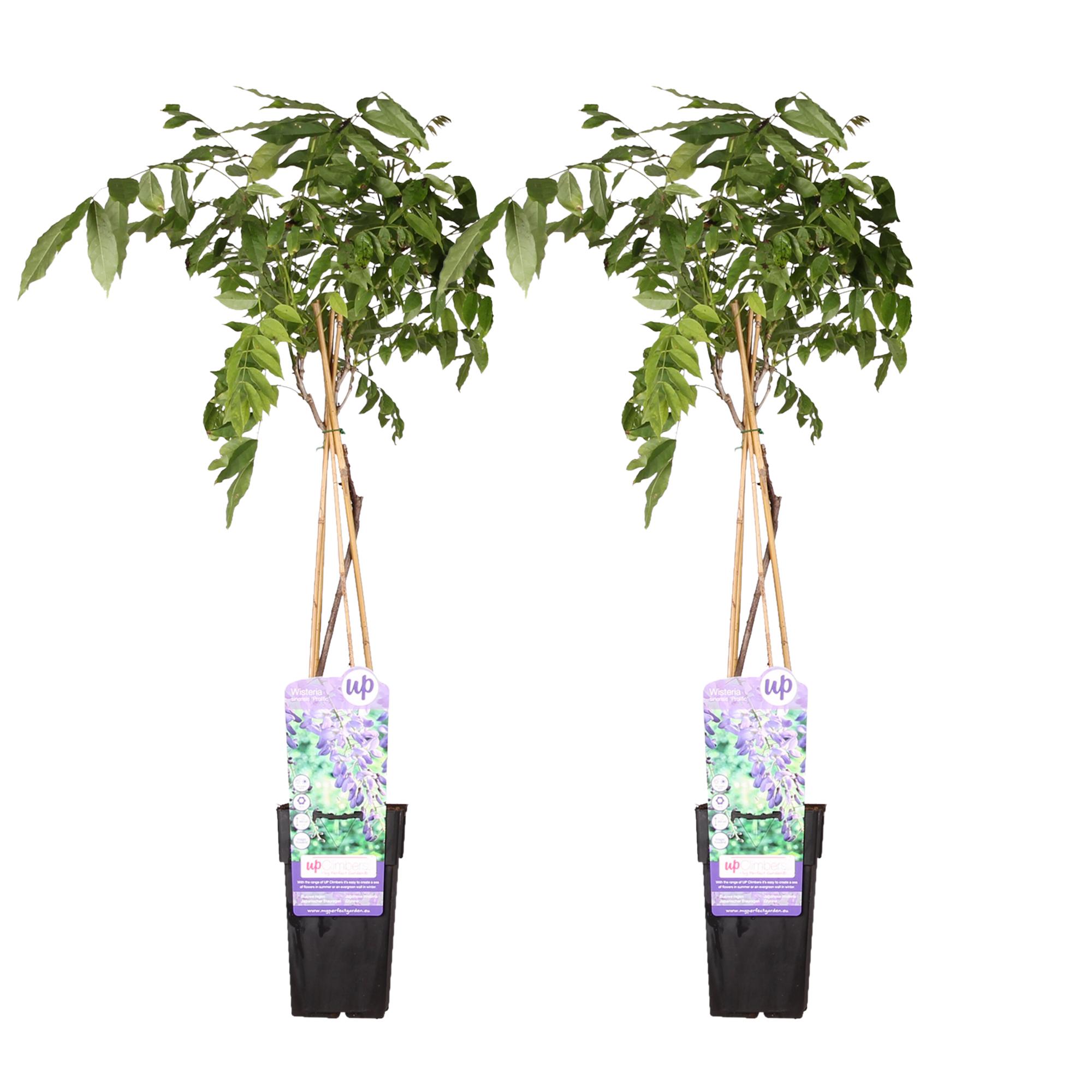 2x Wisteria sinensis 'Prolific' en pot Ø15cm. Plante verte type 2x Wisteria sinensis 'Prolific', livrée en pot, idéale pour intérieur lumineux.