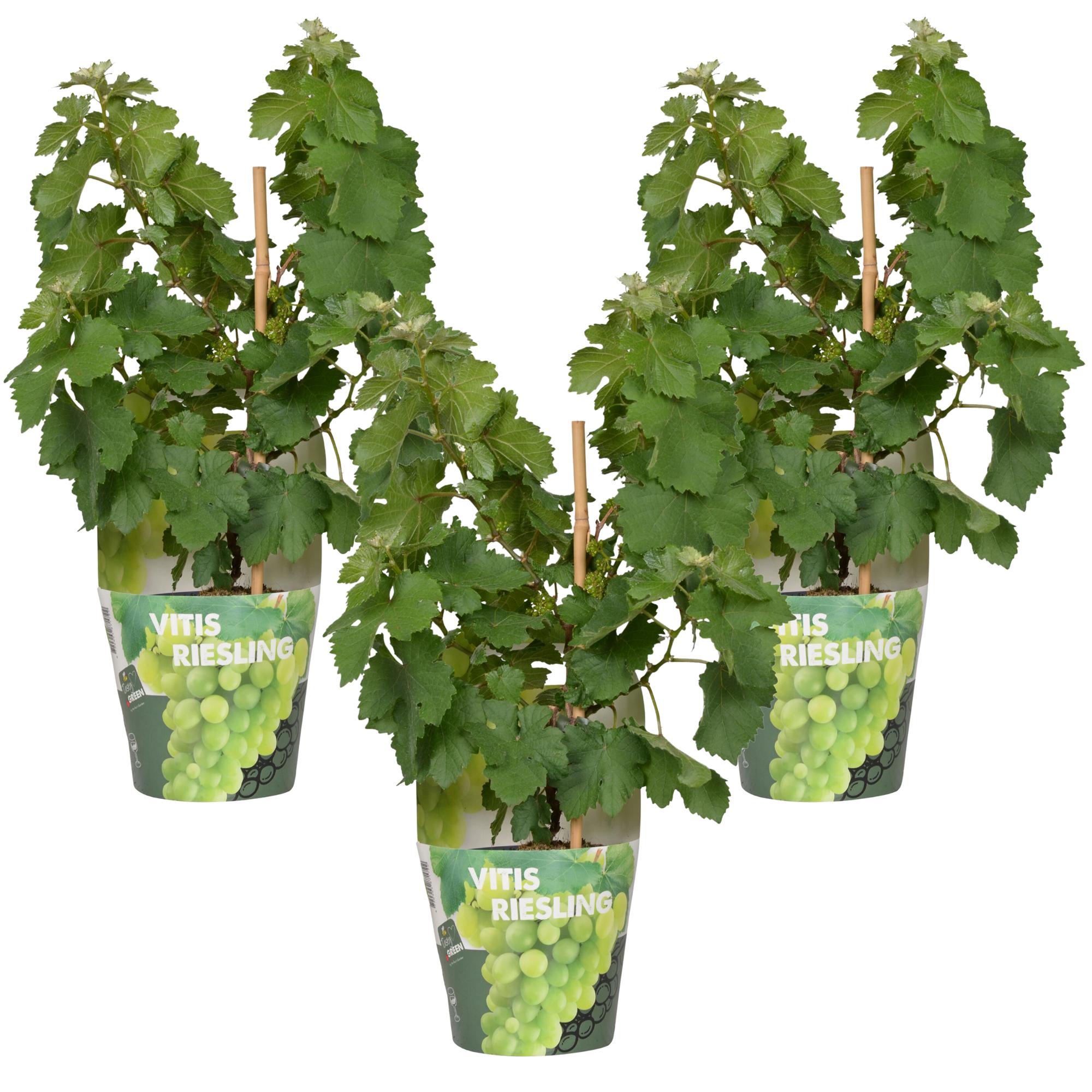 3x en pot Ø14cm. Plante verte type 3x, livrée en pot, idéale pour intérieur lumineux.