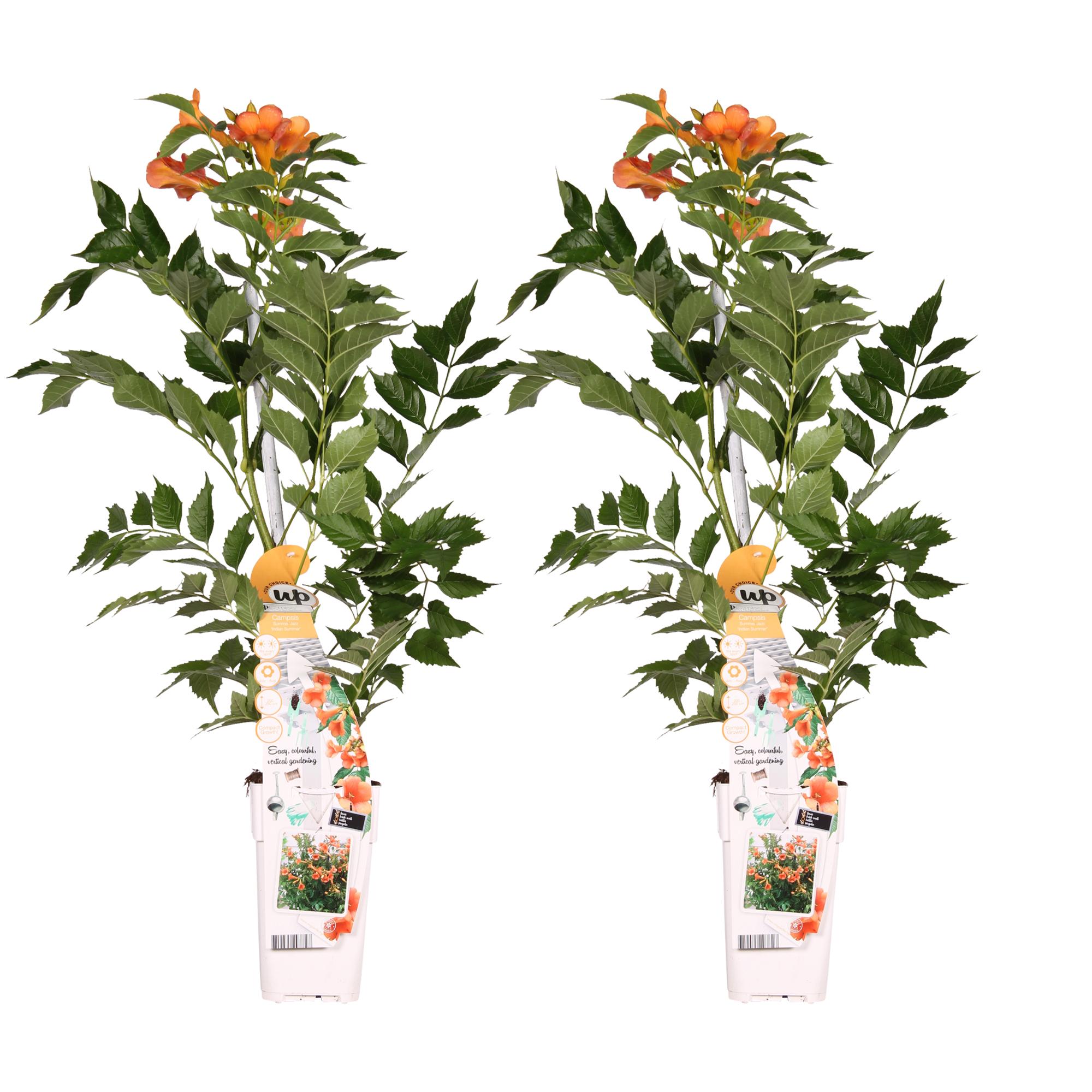 2x en pot Ø15cm. Plante verte type 2x, livrée en pot, idéale pour intérieur lumineux.