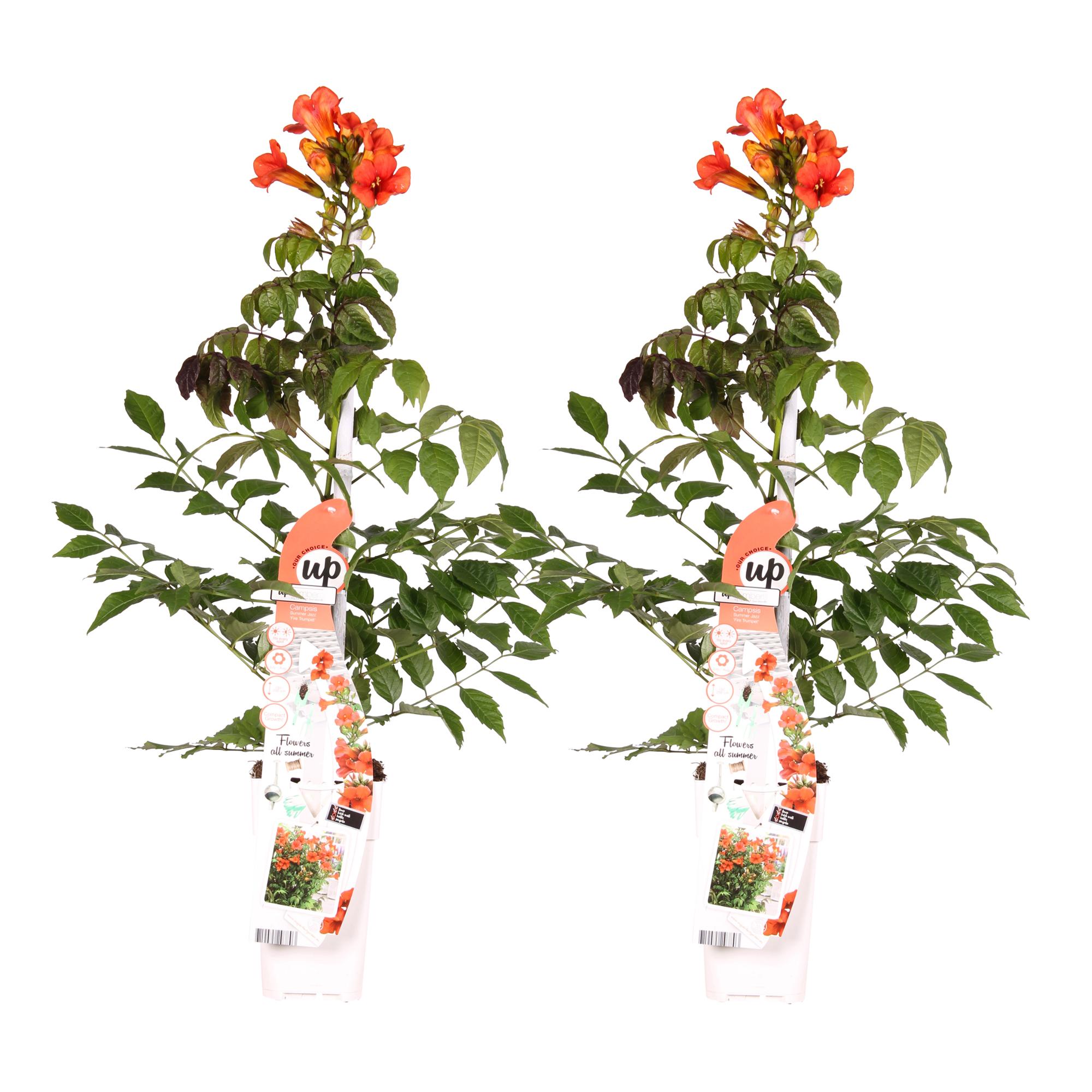 2x en pot Ø15cm. Plante verte type 2x, livrée en pot, idéale pour intérieur lumineux.