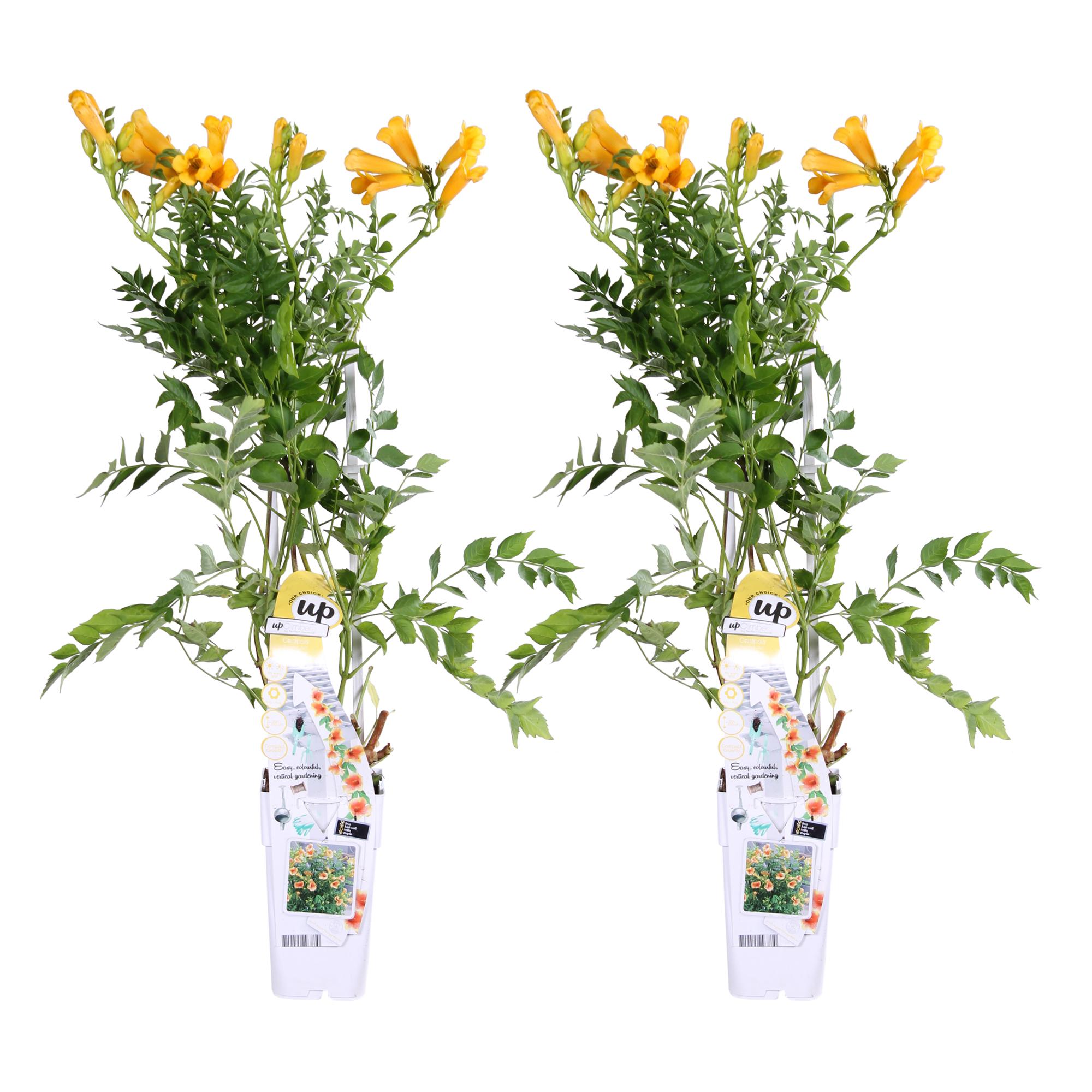 2x en pot Ø15cm. Plante verte type 2x, livrée en pot, idéale pour intérieur lumineux.