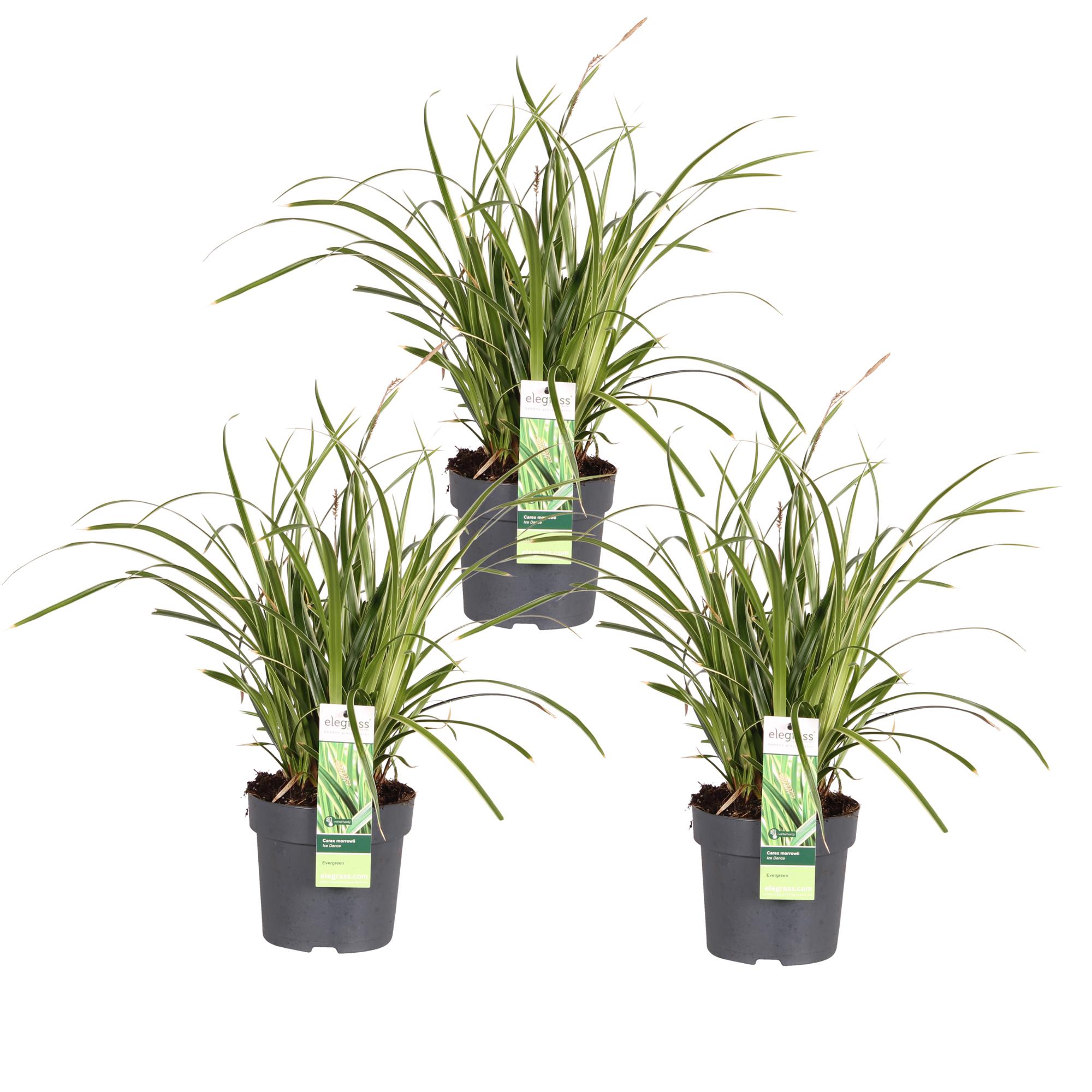 3x en pot Ø14cm. Plante verte type 3x, livrée en pot, idéale pour intérieur lumineux.