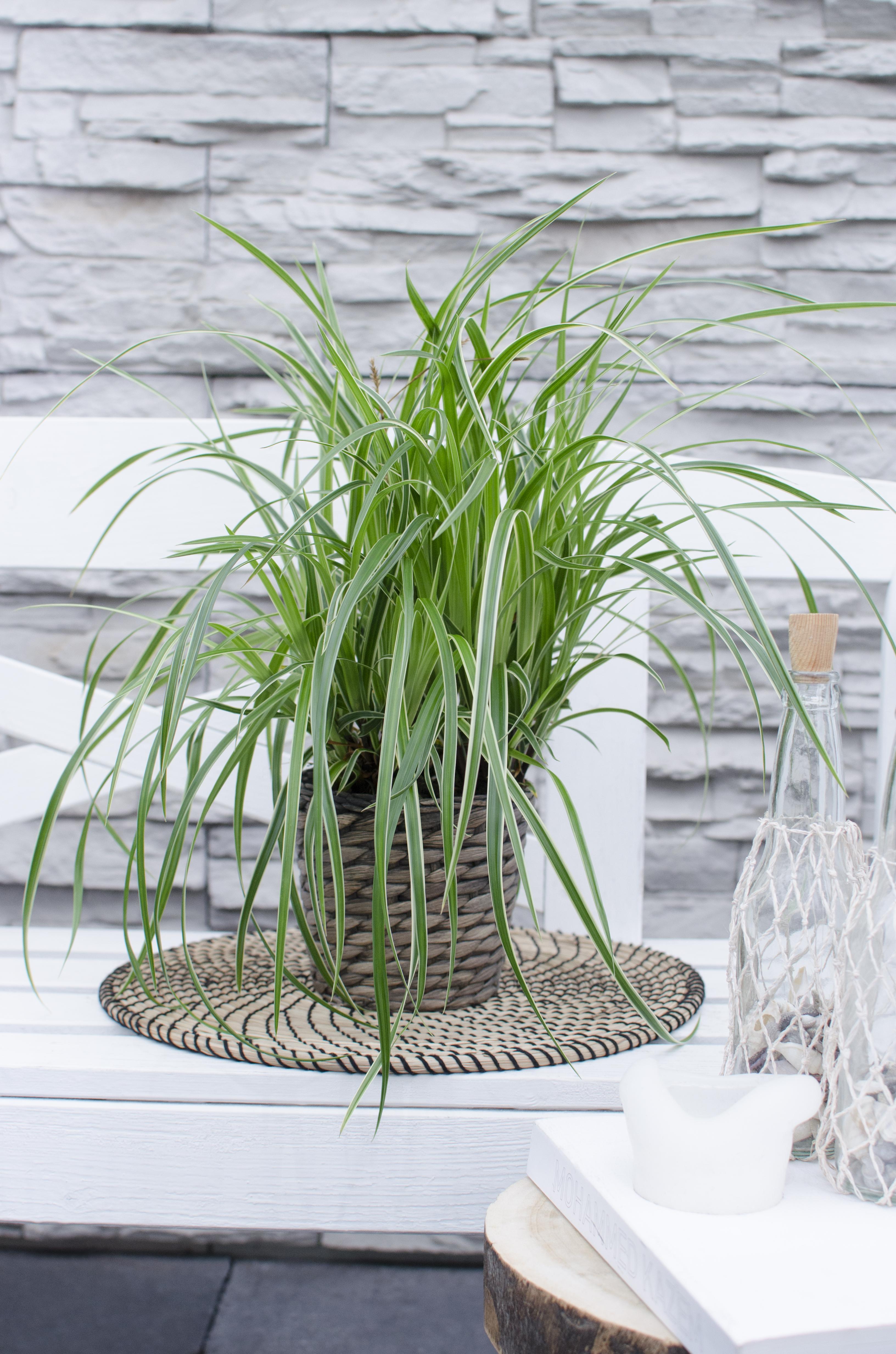 3x en pot Ø14cm. Plante verte type 3x, livrée en pot, idéale pour intérieur lumineux. – Image 2
