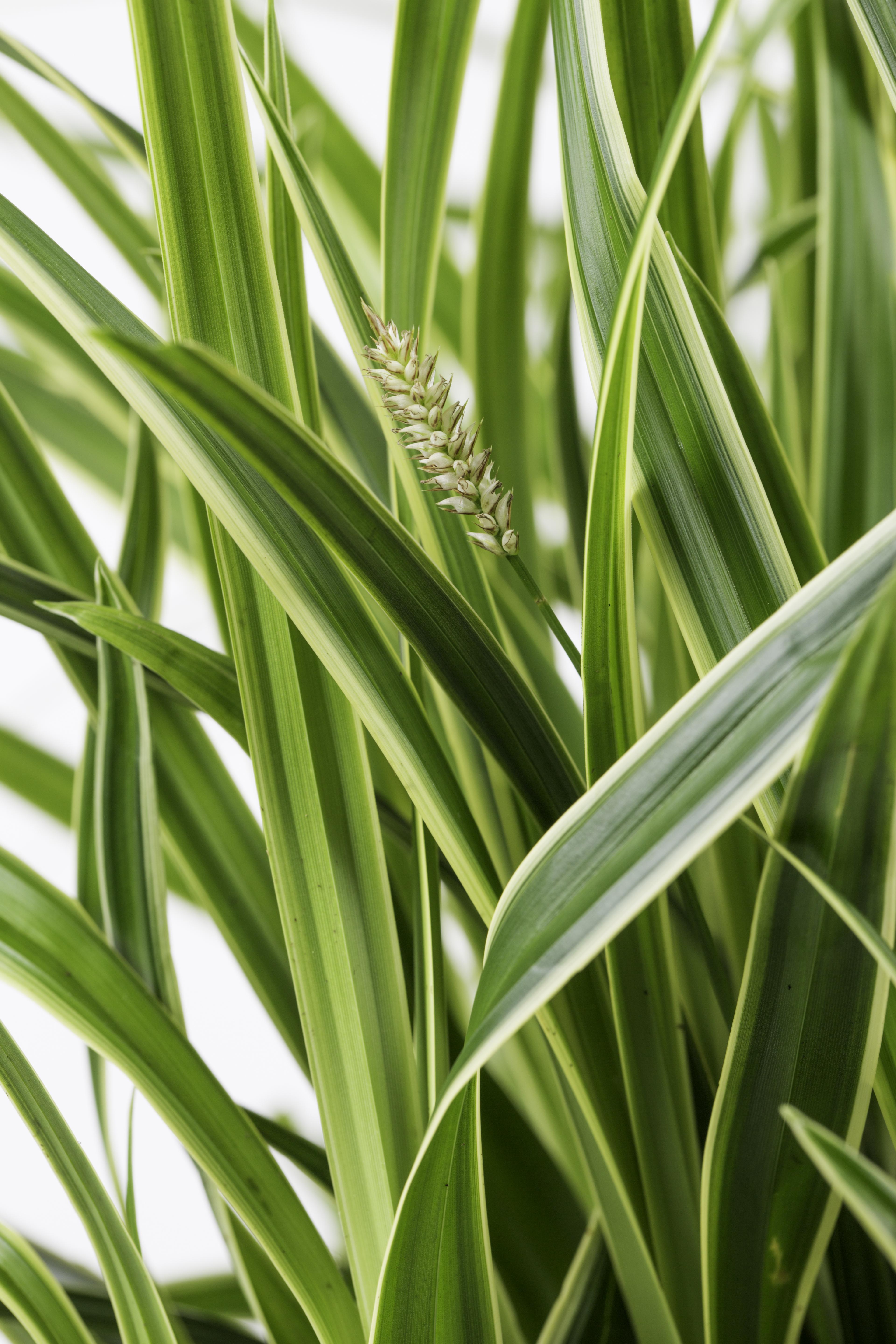 3x en pot Ø14cm. Plante verte type 3x, livrée en pot, idéale pour intérieur lumineux. – Image 4