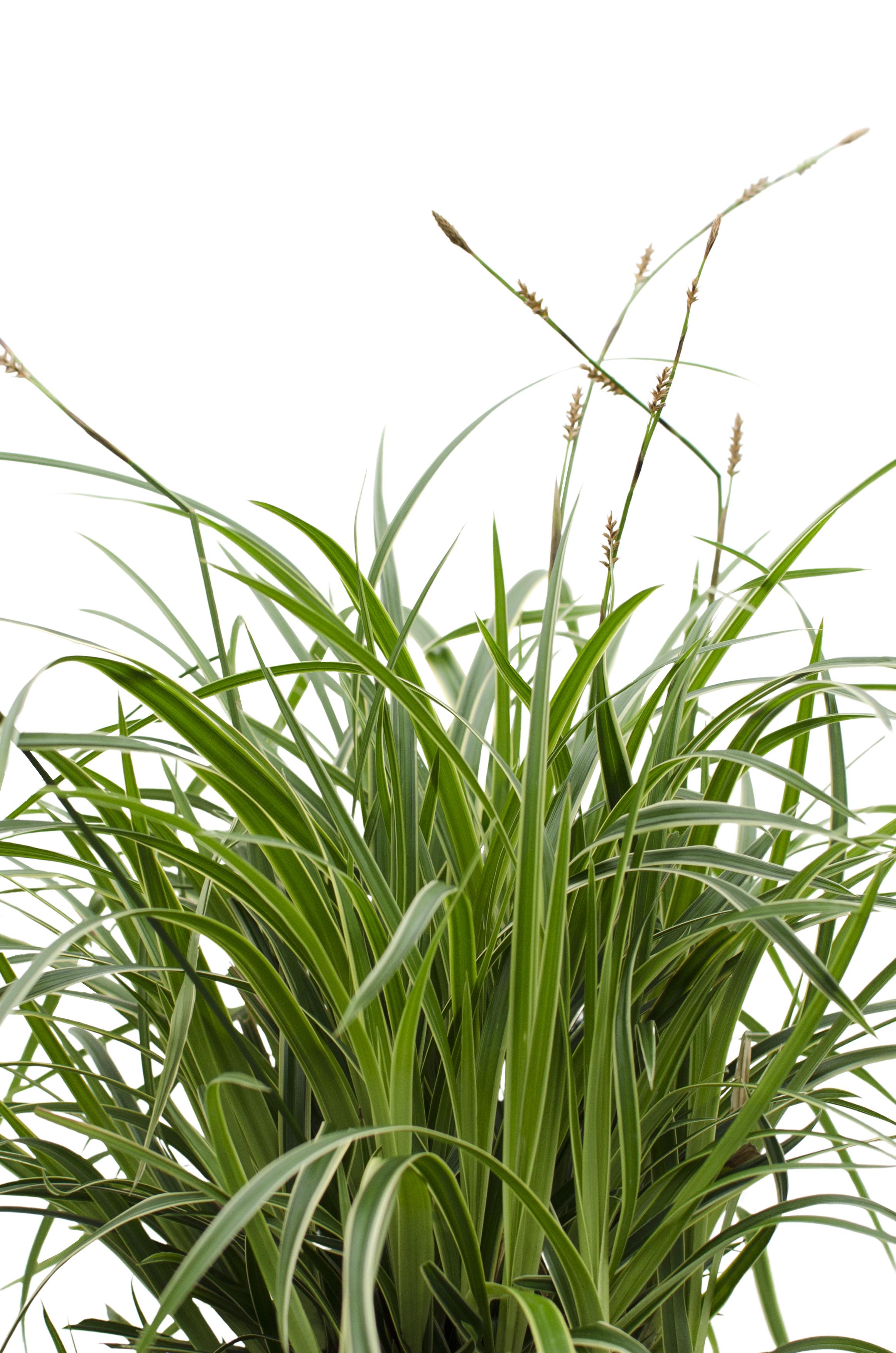 3x en pot Ø14cm. Plante verte type 3x, livrée en pot, idéale pour intérieur lumineux. – Image 5