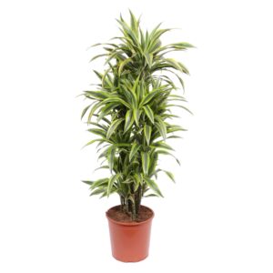Dracaena Lemon Lime en pot Ø30cm. Plante verte type Dracaena Lemon Lime, livrée en pot, idéale pour intérieur lumineux.