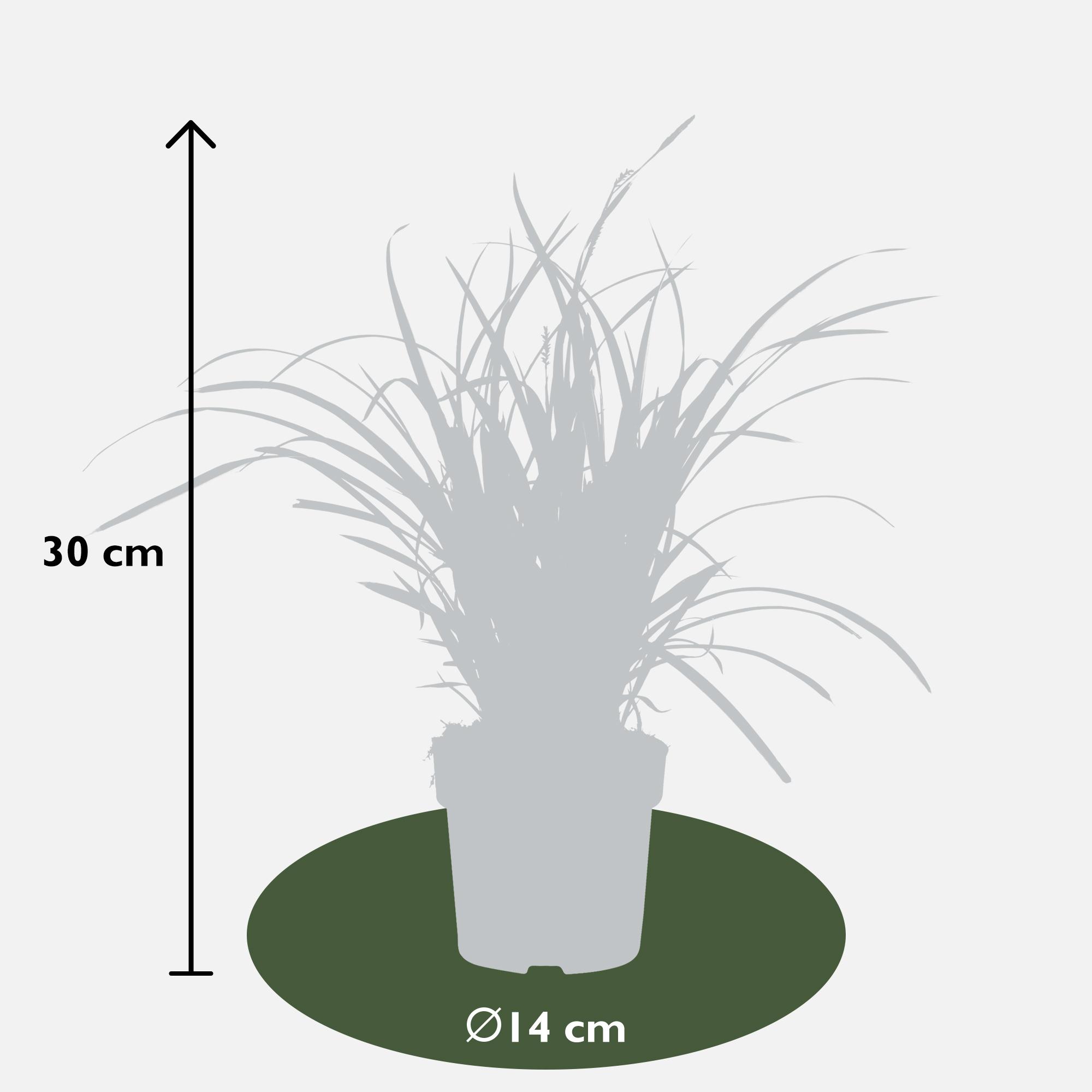 3x en pot Ø14cm. Plante verte type 3x, livrée en pot, idéale pour intérieur lumineux. – Image 8