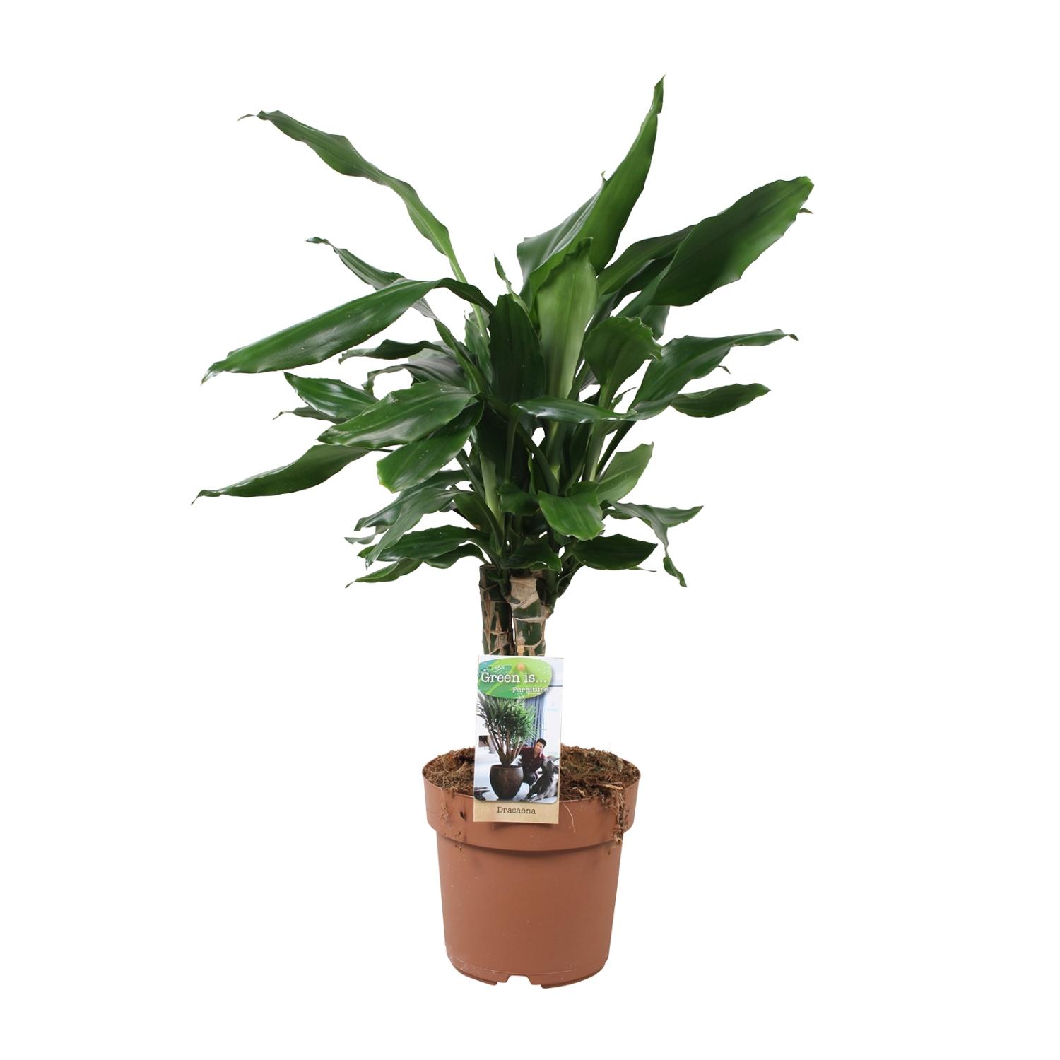Dracaena Fagrans Steudneri Green en pot Ø17cm  Hauteur 55cm. Plante verte type Dracaena Fagrans Steudneri Green, livrée en pot, idéale pour intérieur lumineux.
