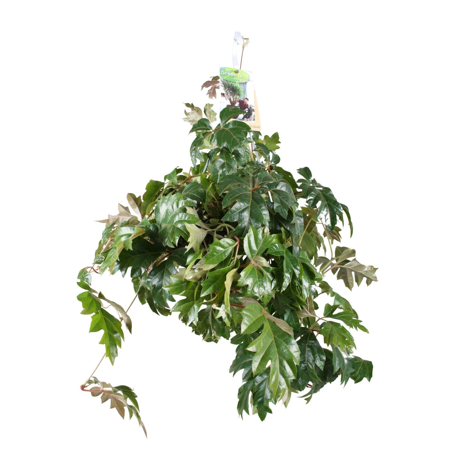 Cissus Rhombifolia Ellen Danica en pot Ø17cm  Hauteur 70cm. Plante verte type Cissus Rhombifolia Ellen Danica, livrée en pot, idéale pour intérieur lumineux.