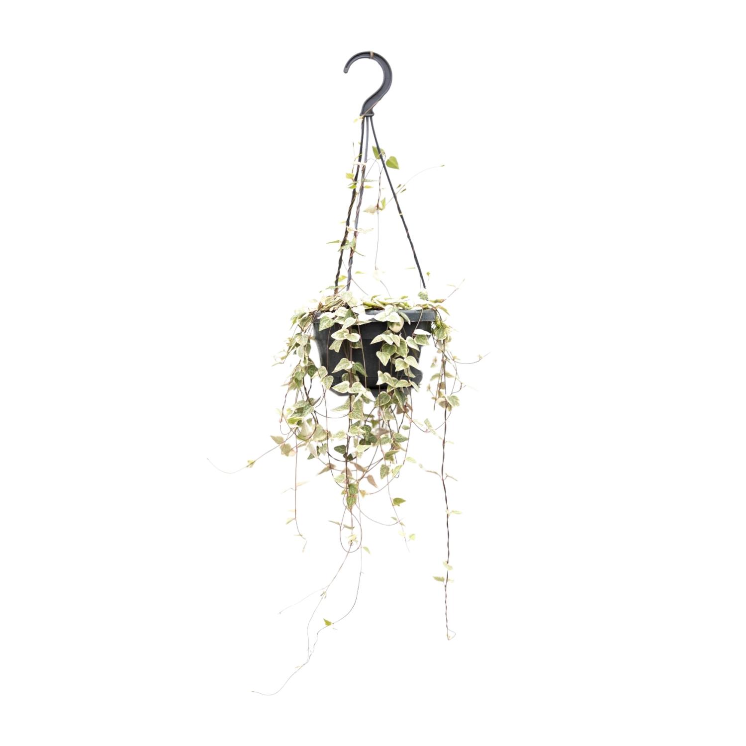 Ceropegia Woodii Merel en pot Ø14cm  Hauteur 50cm. Plante verte type Ceropegia Woodii Merel, livrée en pot, idéale pour intérieur lumineux.