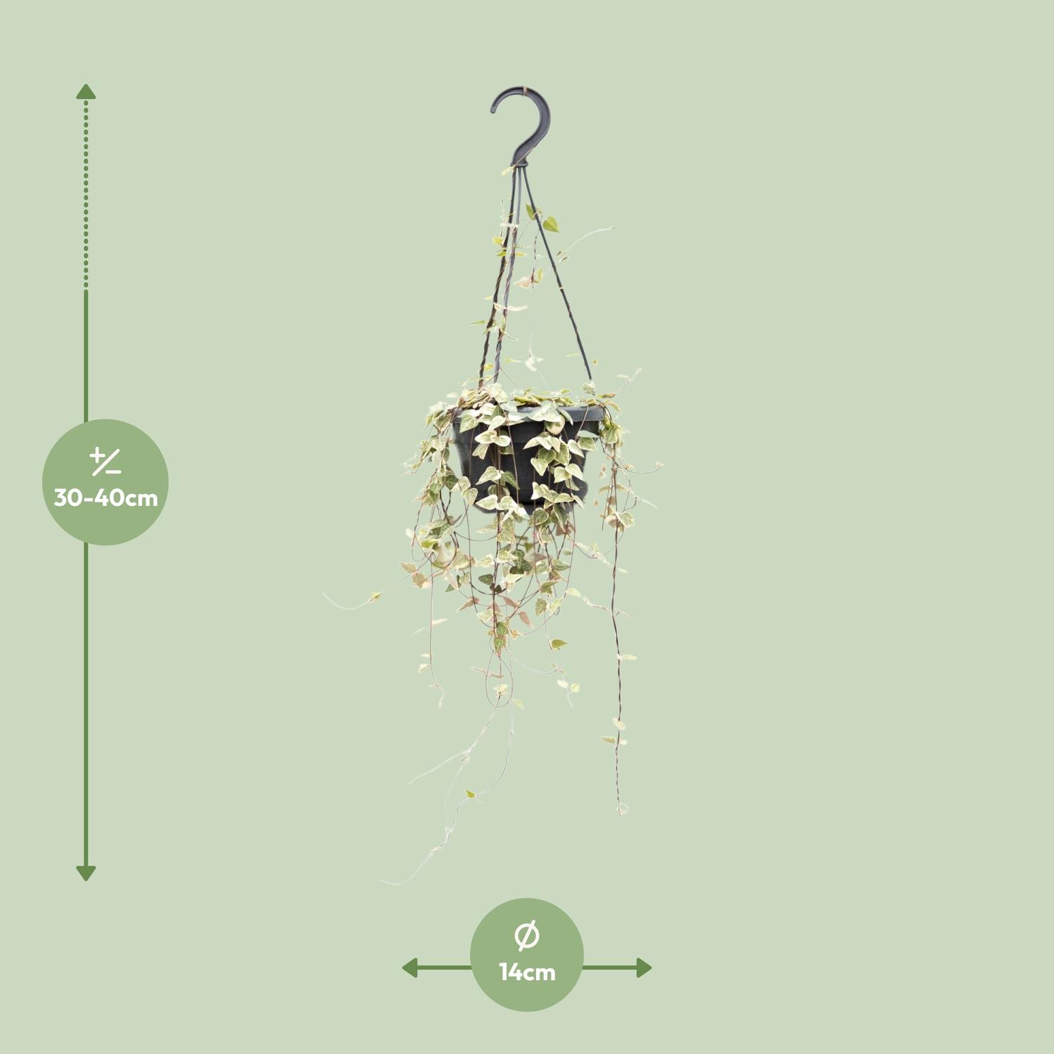 Ceropegia Woodii Merel en pot Ø14cm  Hauteur 50cm. Plante verte type Ceropegia Woodii Merel, livrée en pot, idéale pour intérieur lumineux. – Image 2