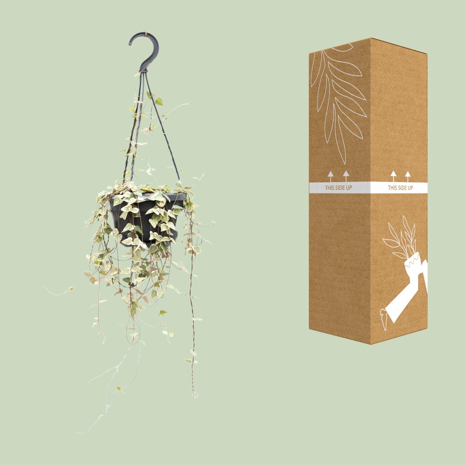 Ceropegia Woodii Merel en pot Ø14cm  Hauteur 50cm. Plante verte type Ceropegia Woodii Merel, livrée en pot, idéale pour intérieur lumineux. – Image 3