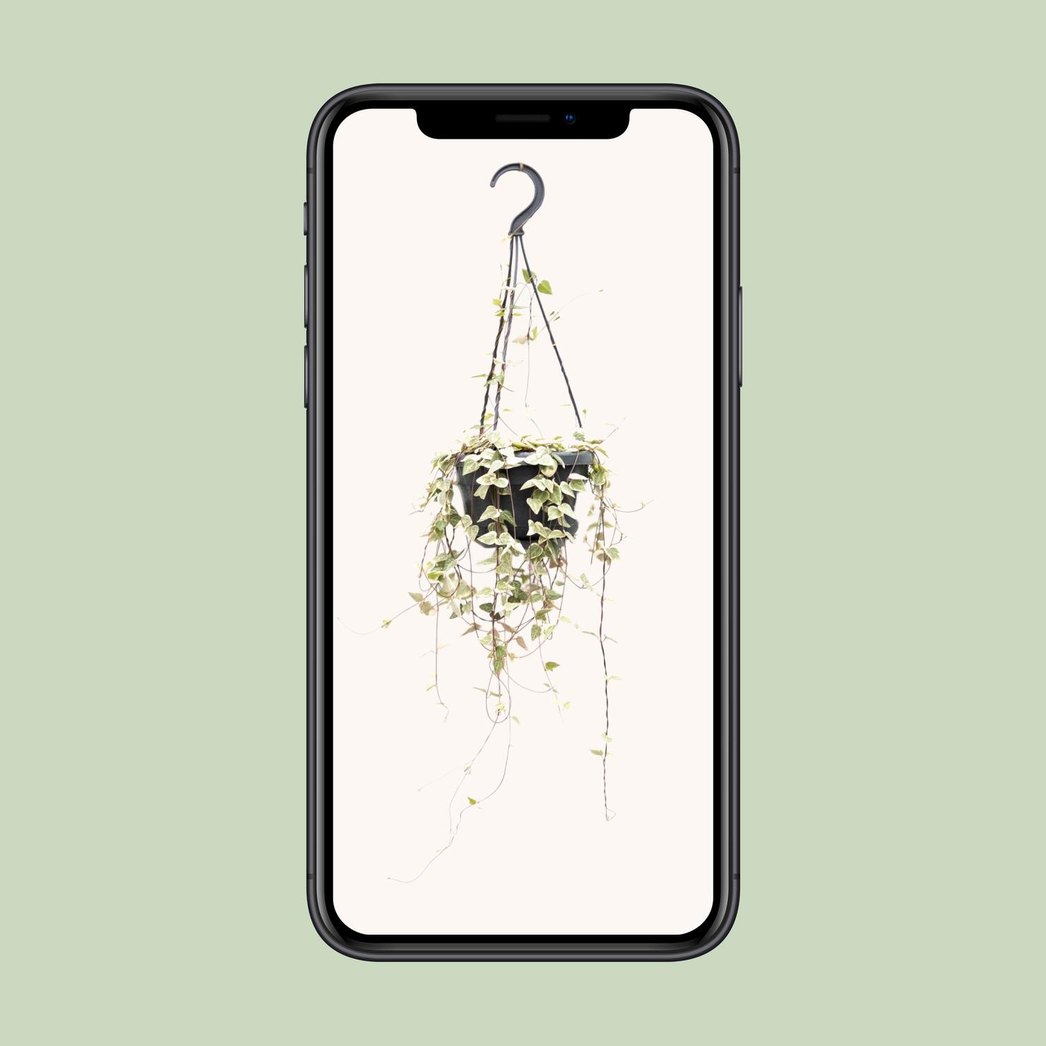 Ceropegia Woodii Merel en pot Ø14cm  Hauteur 50cm. Plante verte type Ceropegia Woodii Merel, livrée en pot, idéale pour intérieur lumineux. – Image 4