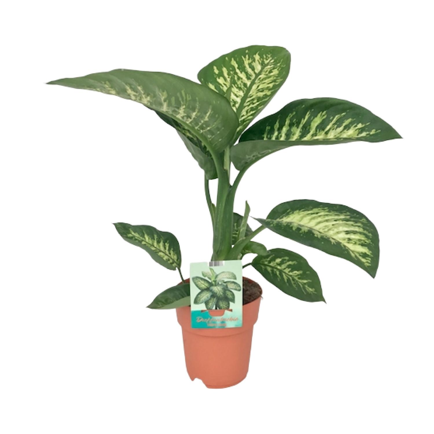 Dieffenbachia Seguine Tropic Snow en pot Ø19cm  Hauteur 70cm. Plante verte type Dieffenbachia Seguine Tropic Snow, livrée en pot, idéale pour intérieur lumineux.