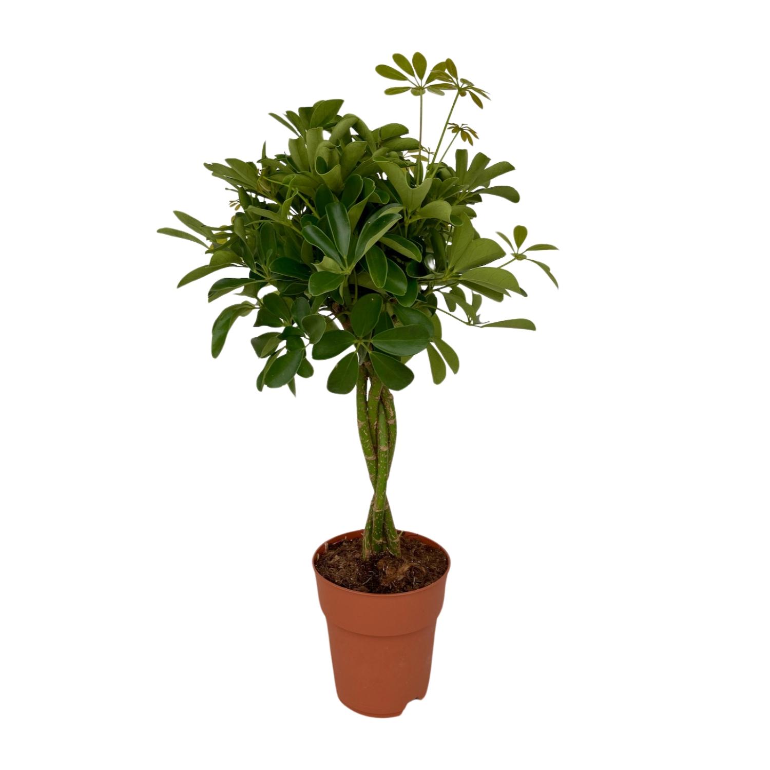 Schefflera Compacta en pot Ø19cm  Hauteur 80cm. Plante verte type Schefflera Compacta, livrée en pot, idéale pour intérieur lumineux.