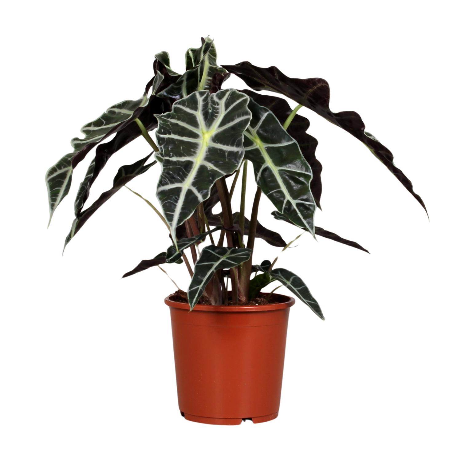 Alocasia Polly en pot Ø17cm  Hauteur 45cm. Plante verte type Alocasia Polly, livrée en pot, idéale pour intérieur lumineux.